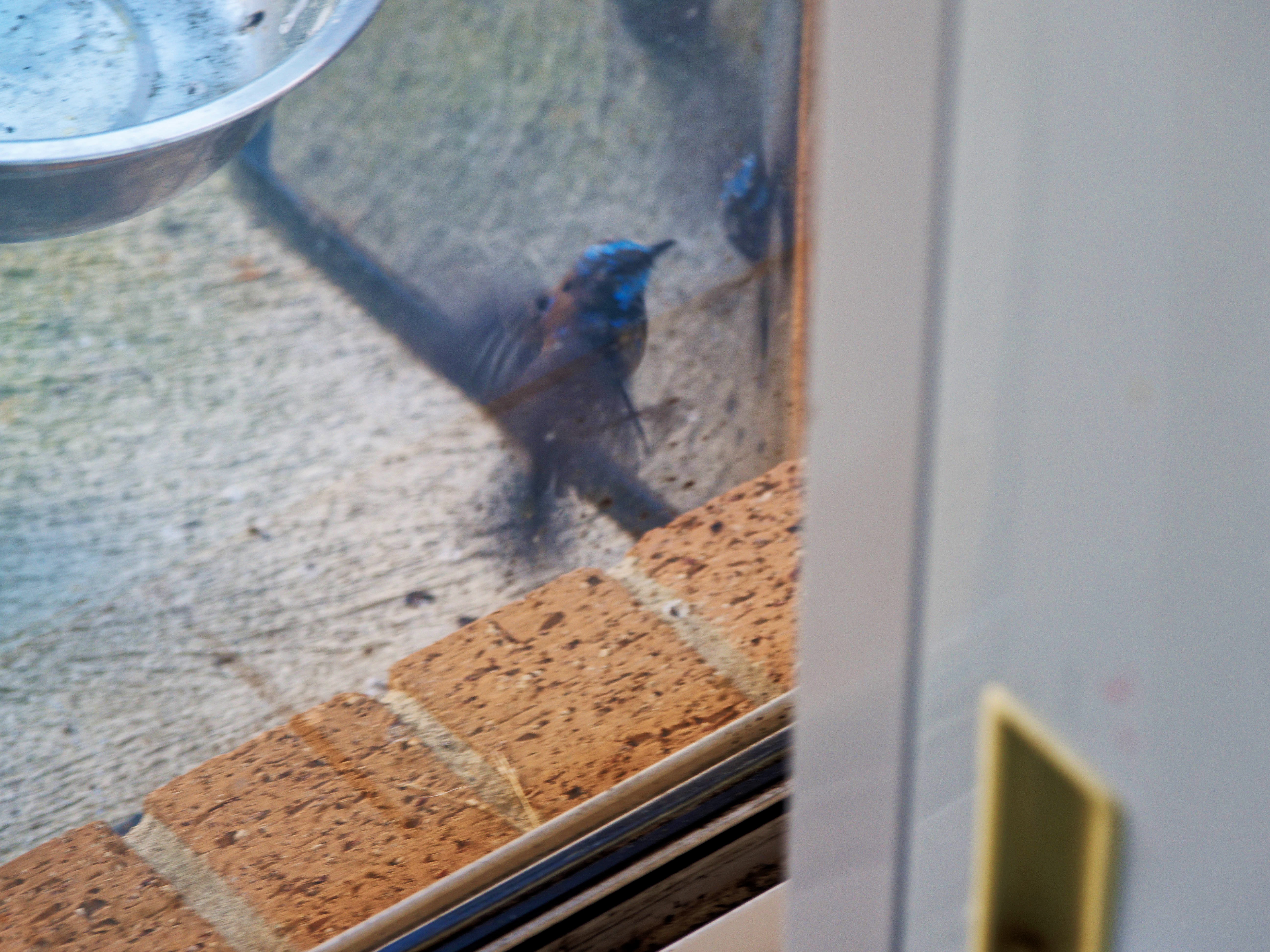 https://lemis.nyc3.digitaloceanspaces.com/grog/Photos/20260828/big/Superb-fairy-wren-123.jpeg