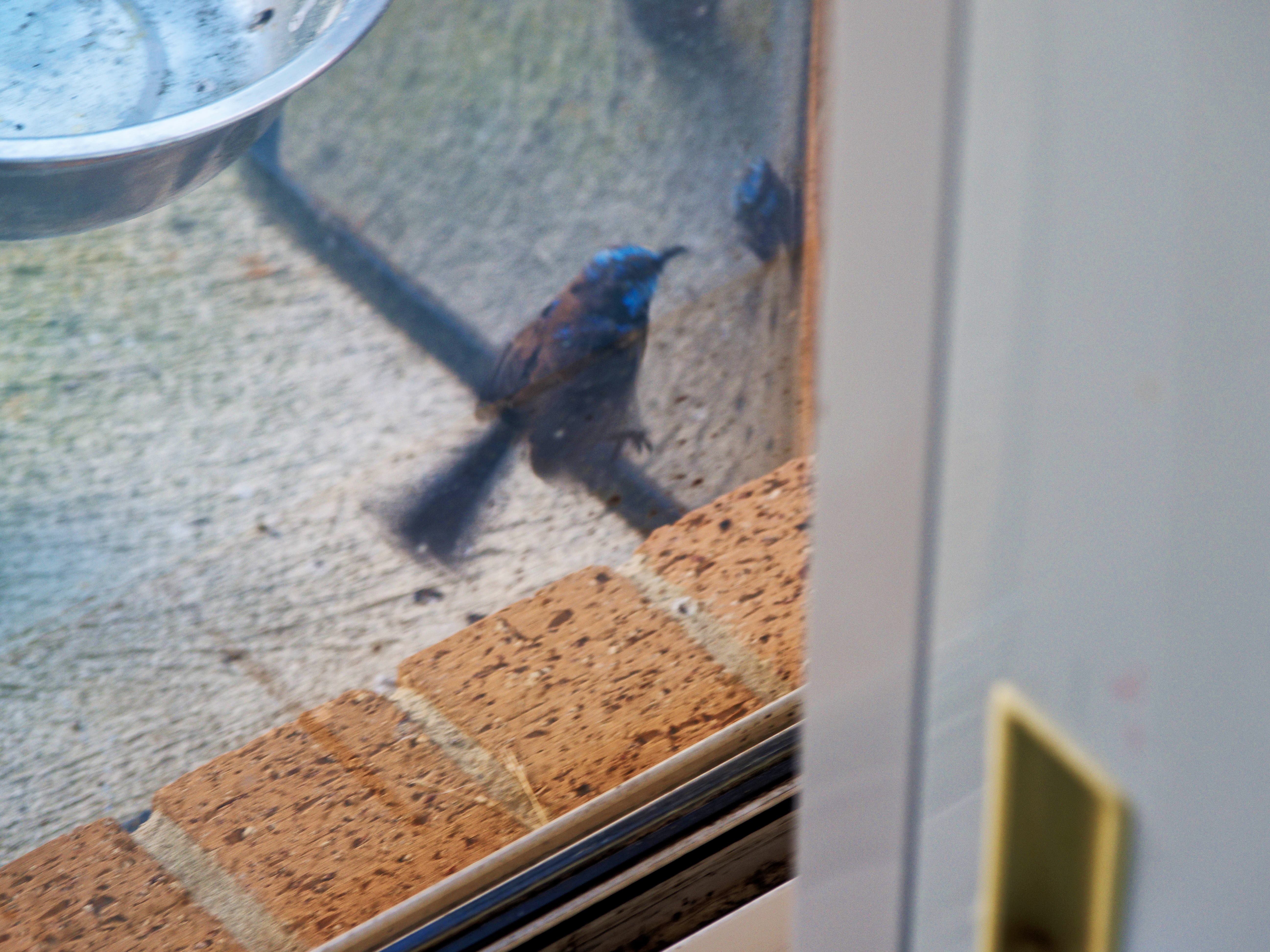 https://lemis.nyc3.digitaloceanspaces.com/grog/Photos/20260828/big/Superb-fairy-wren-124.jpeg