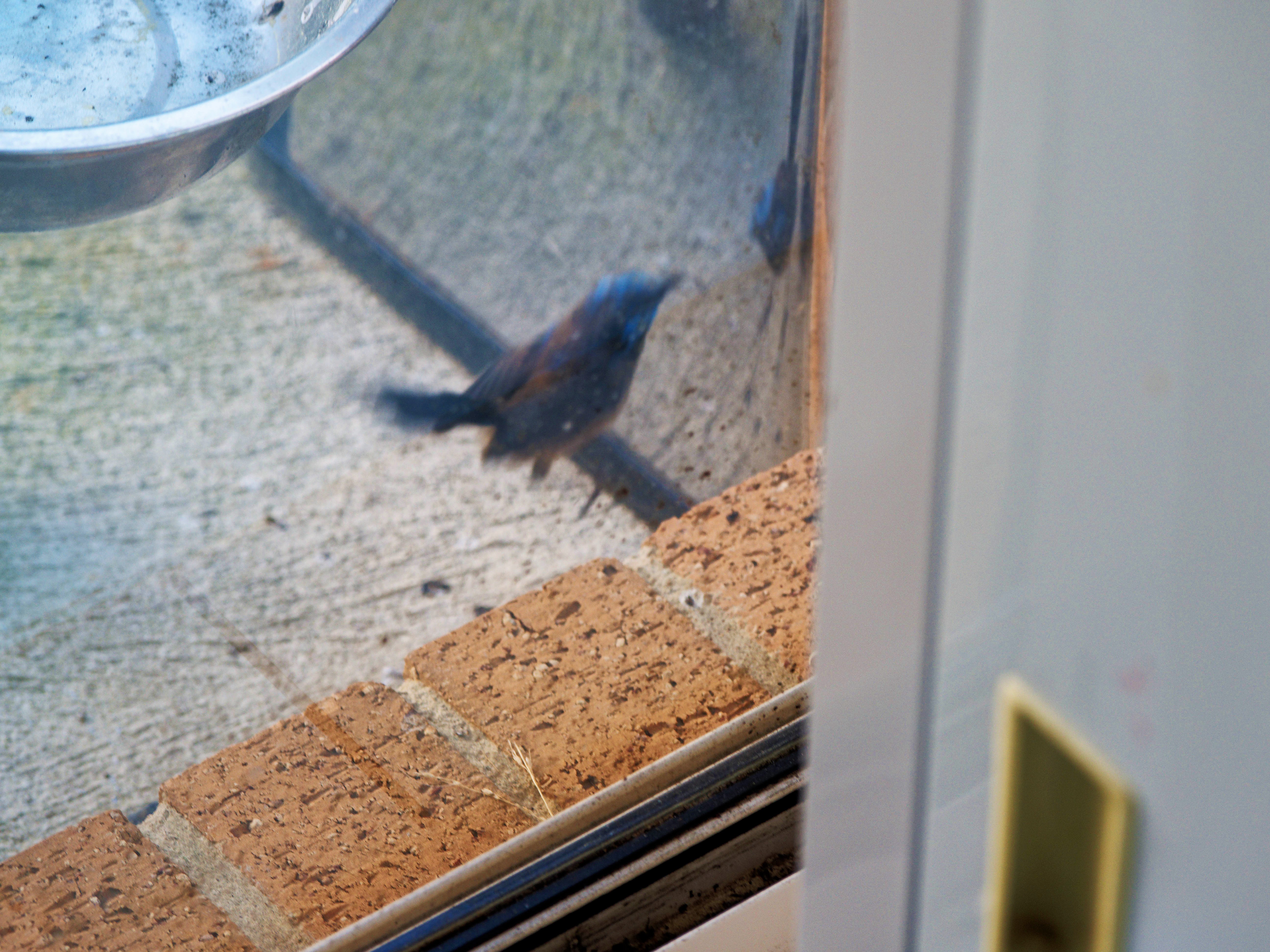 https://lemis.nyc3.digitaloceanspaces.com/grog/Photos/20260828/big/Superb-fairy-wren-126.jpeg