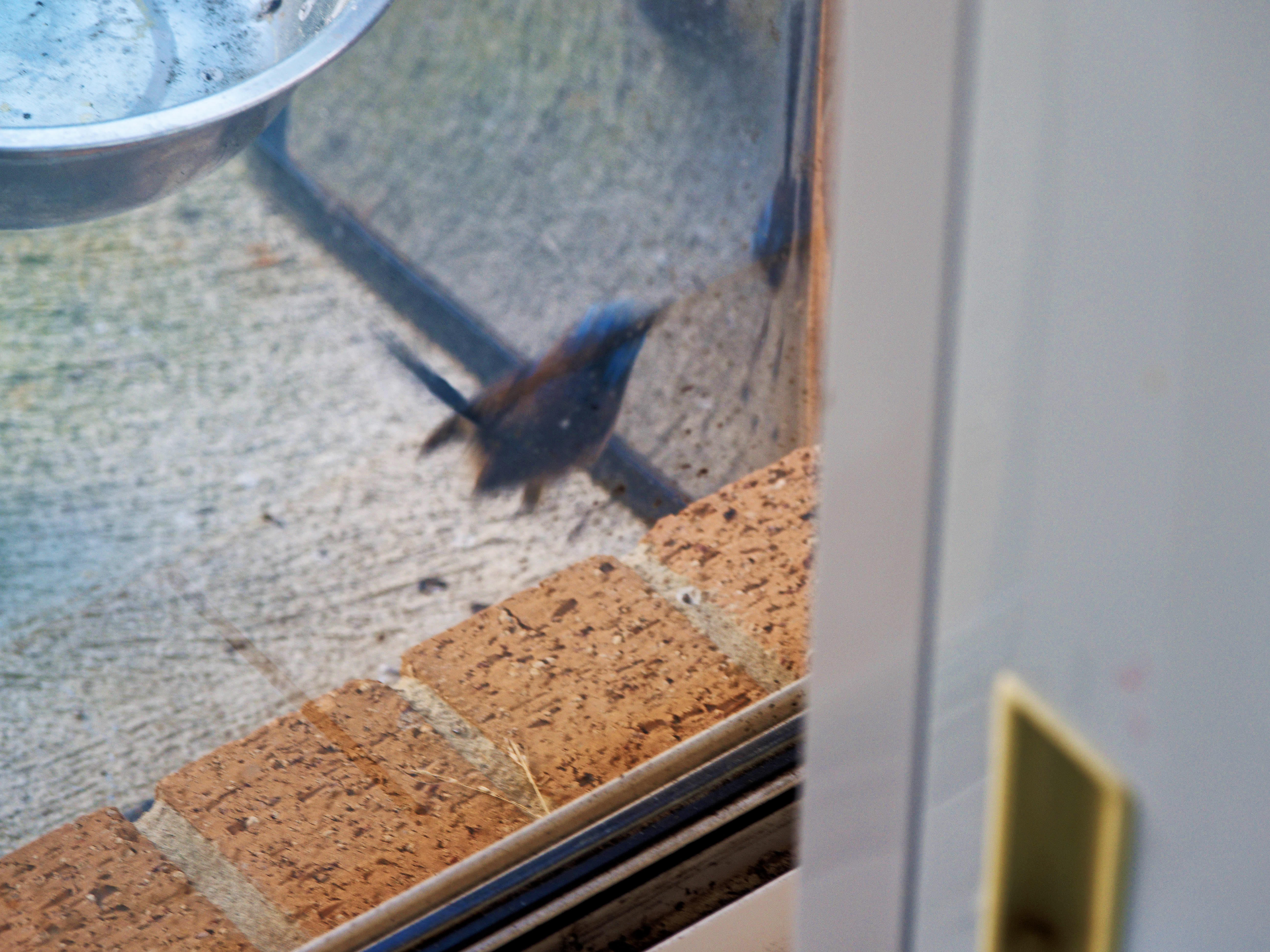 https://lemis.nyc3.digitaloceanspaces.com/grog/Photos/20260828/big/Superb-fairy-wren-127.jpeg
