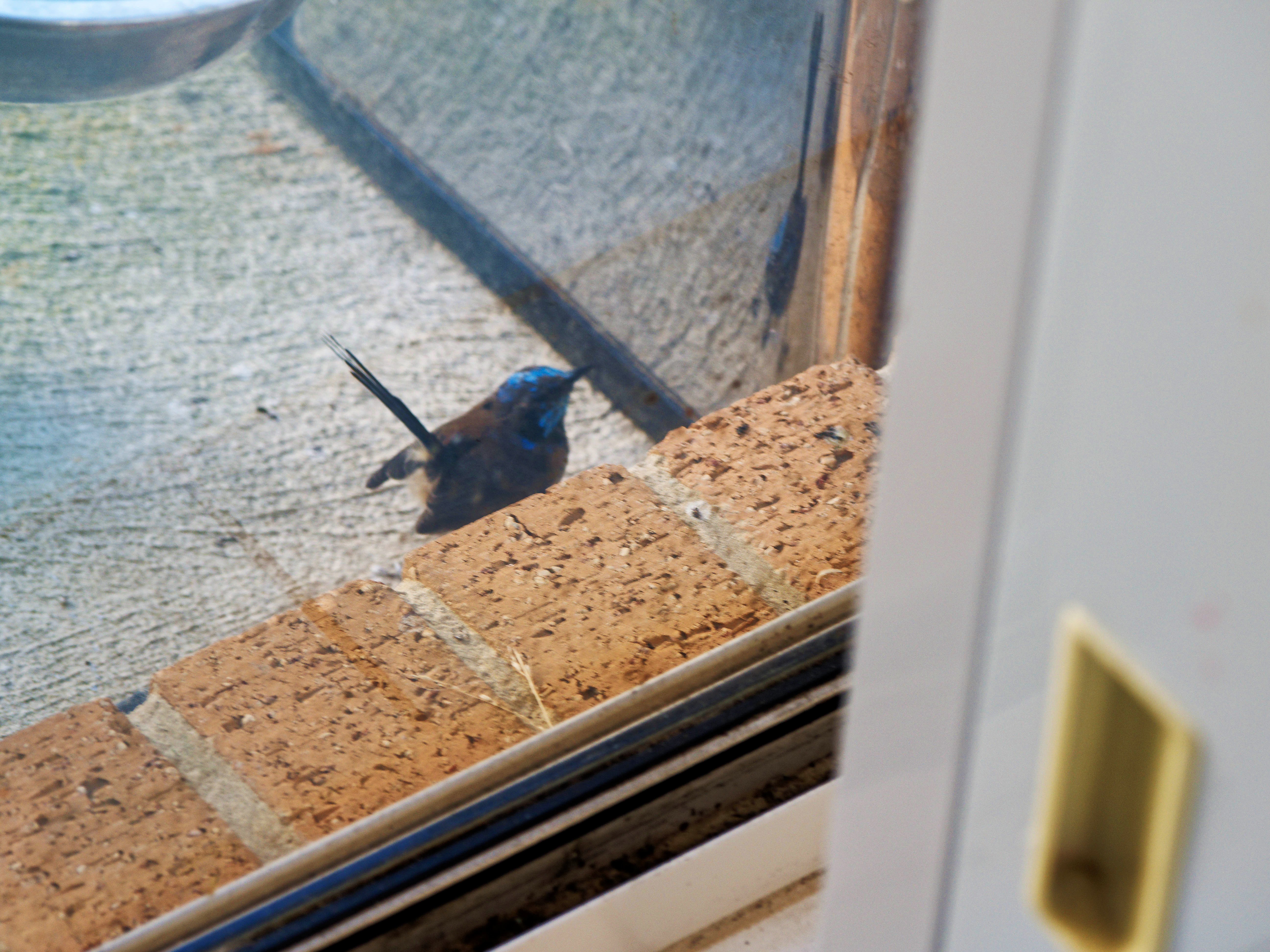 https://lemis.nyc3.digitaloceanspaces.com/grog/Photos/20260828/big/Superb-fairy-wren-13.jpeg