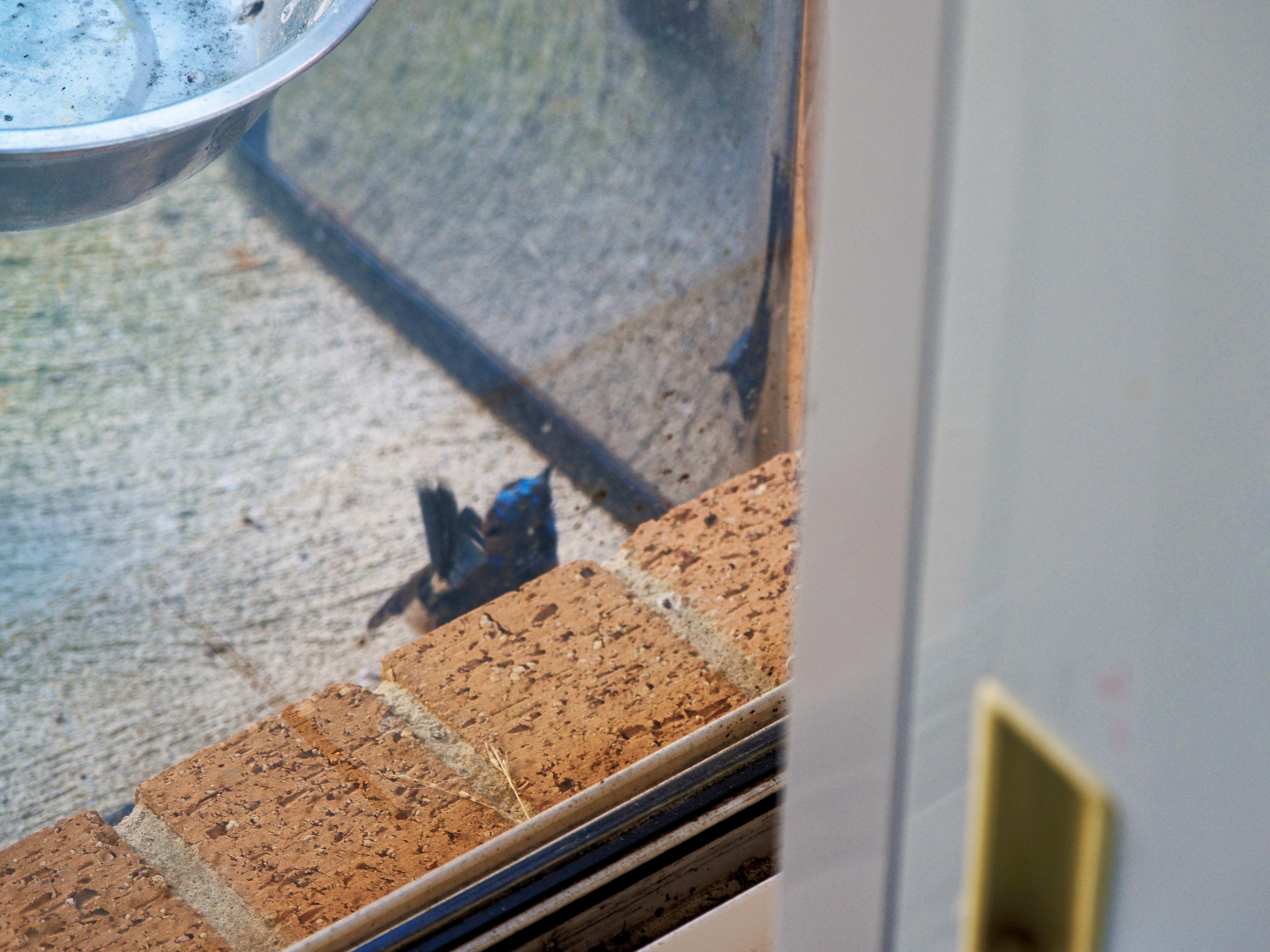https://lemis.nyc3.digitaloceanspaces.com/grog/Photos/20260828/big/Superb-fairy-wren-133.jpeg