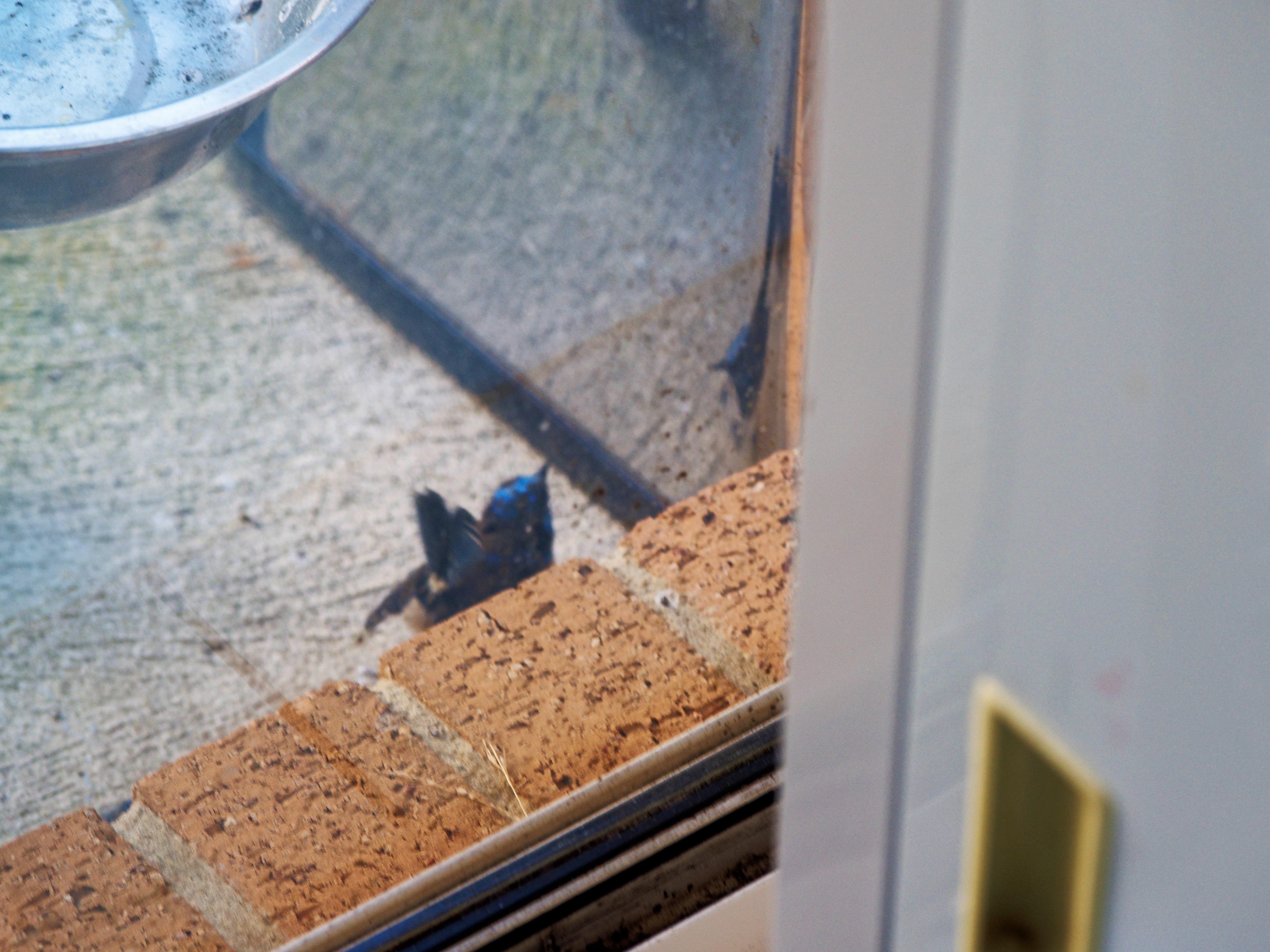 https://lemis.nyc3.digitaloceanspaces.com/grog/Photos/20260828/big/Superb-fairy-wren-134.jpeg