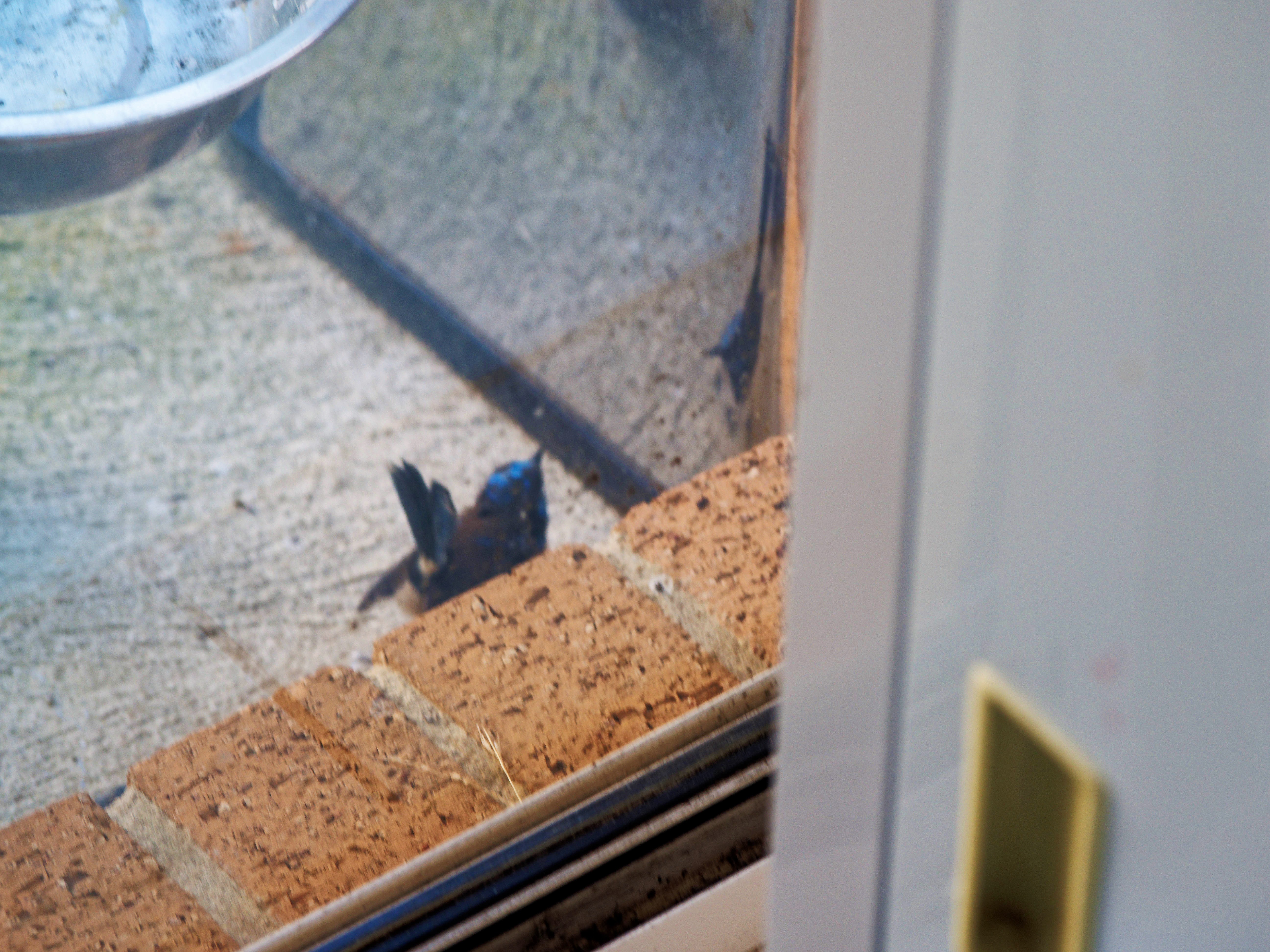 https://lemis.nyc3.digitaloceanspaces.com/grog/Photos/20260828/big/Superb-fairy-wren-136.jpeg