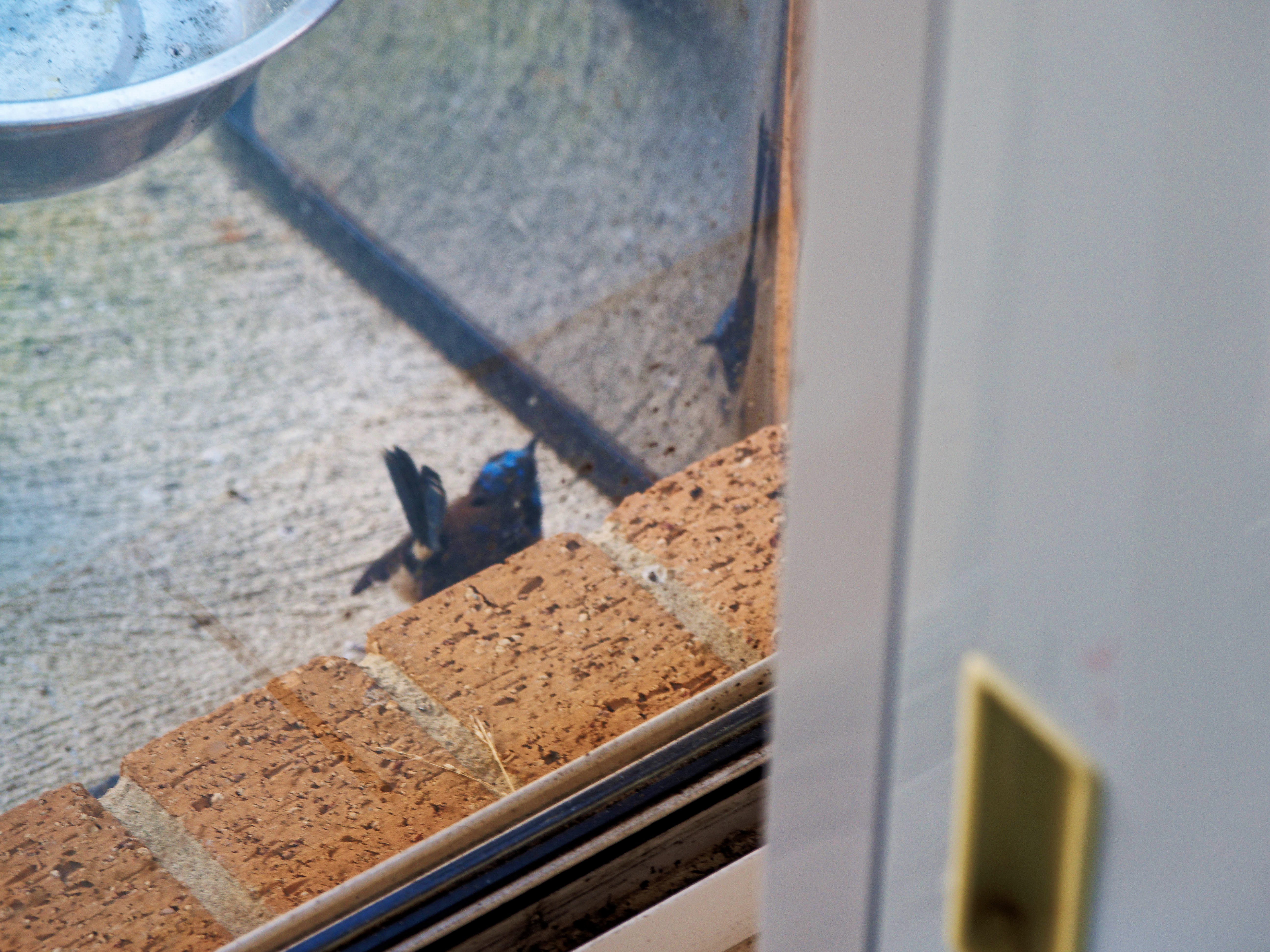 https://lemis.nyc3.digitaloceanspaces.com/grog/Photos/20260828/big/Superb-fairy-wren-138.jpeg