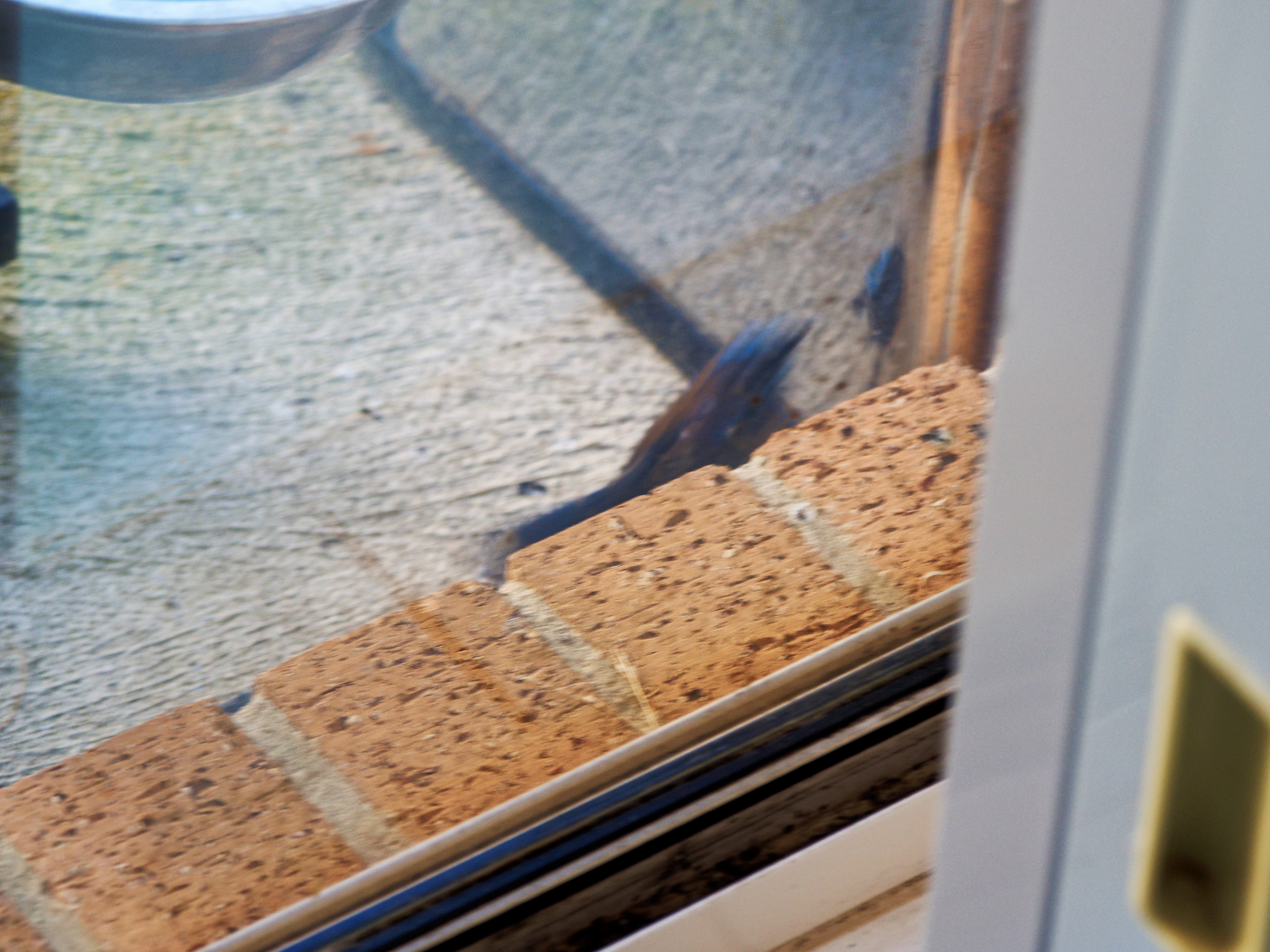 https://lemis.nyc3.digitaloceanspaces.com/grog/Photos/20260828/big/Superb-fairy-wren-14.jpeg