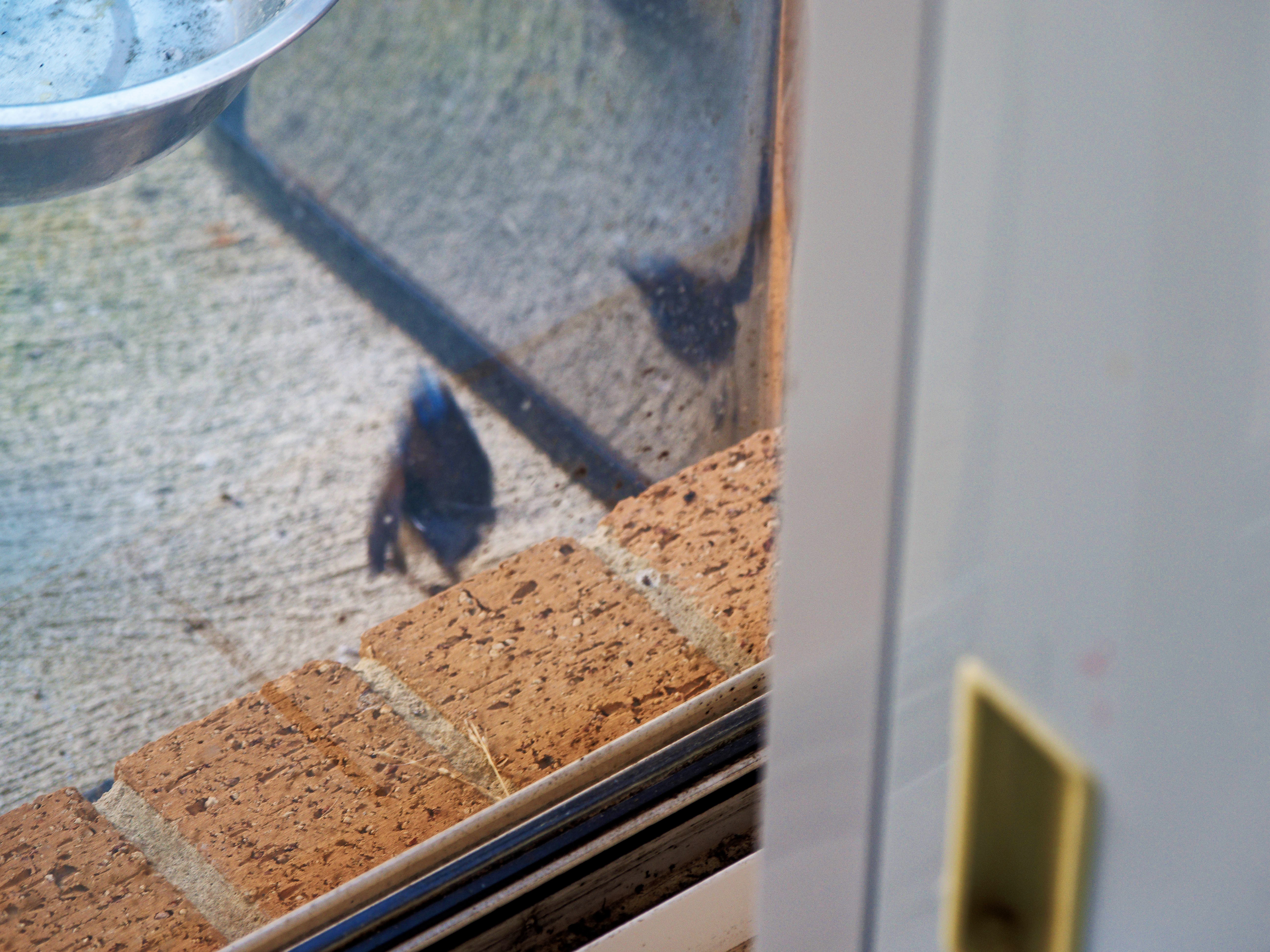 https://lemis.nyc3.digitaloceanspaces.com/grog/Photos/20260828/big/Superb-fairy-wren-145.jpeg