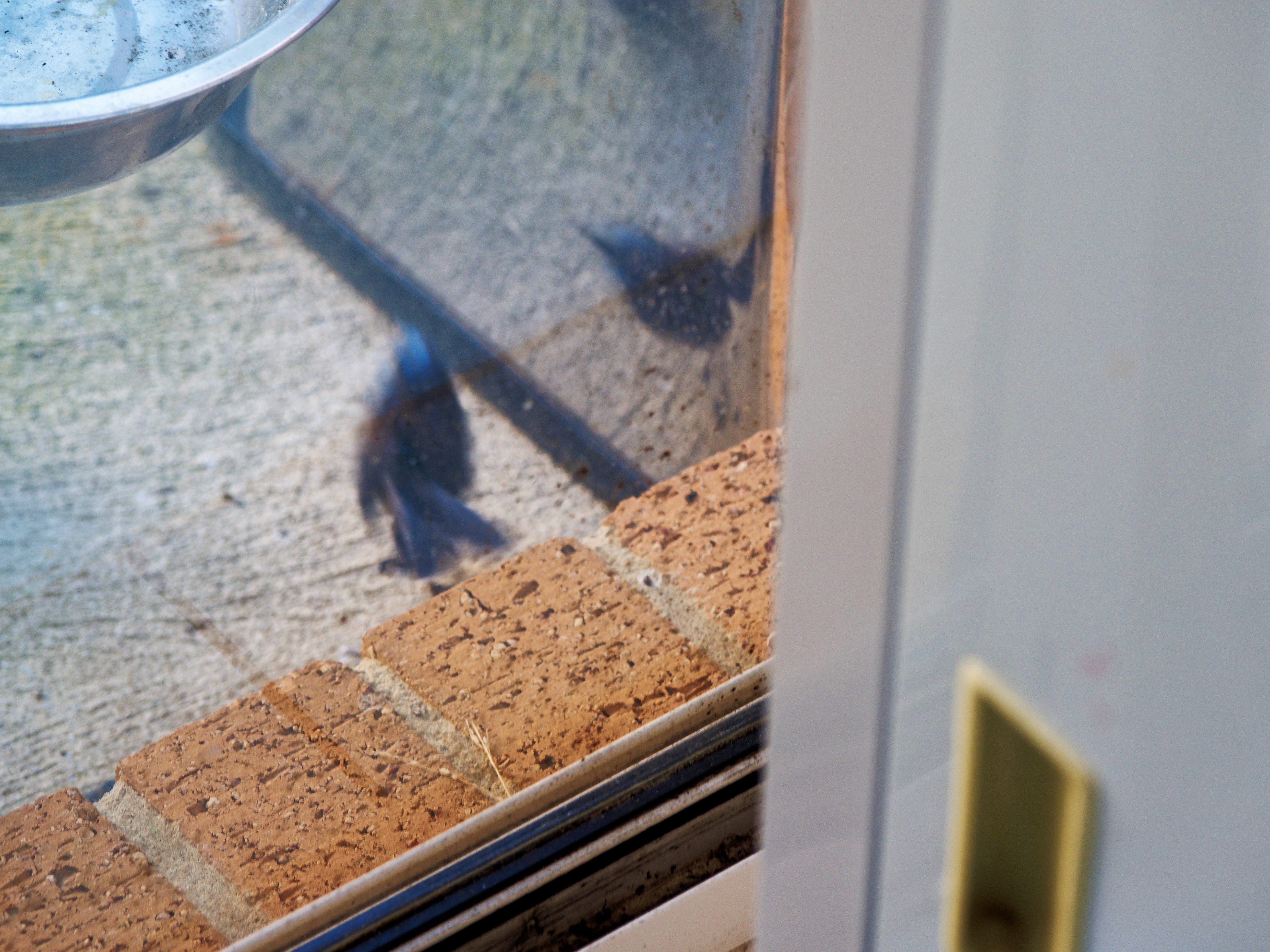 https://lemis.nyc3.digitaloceanspaces.com/grog/Photos/20260828/big/Superb-fairy-wren-146.jpeg