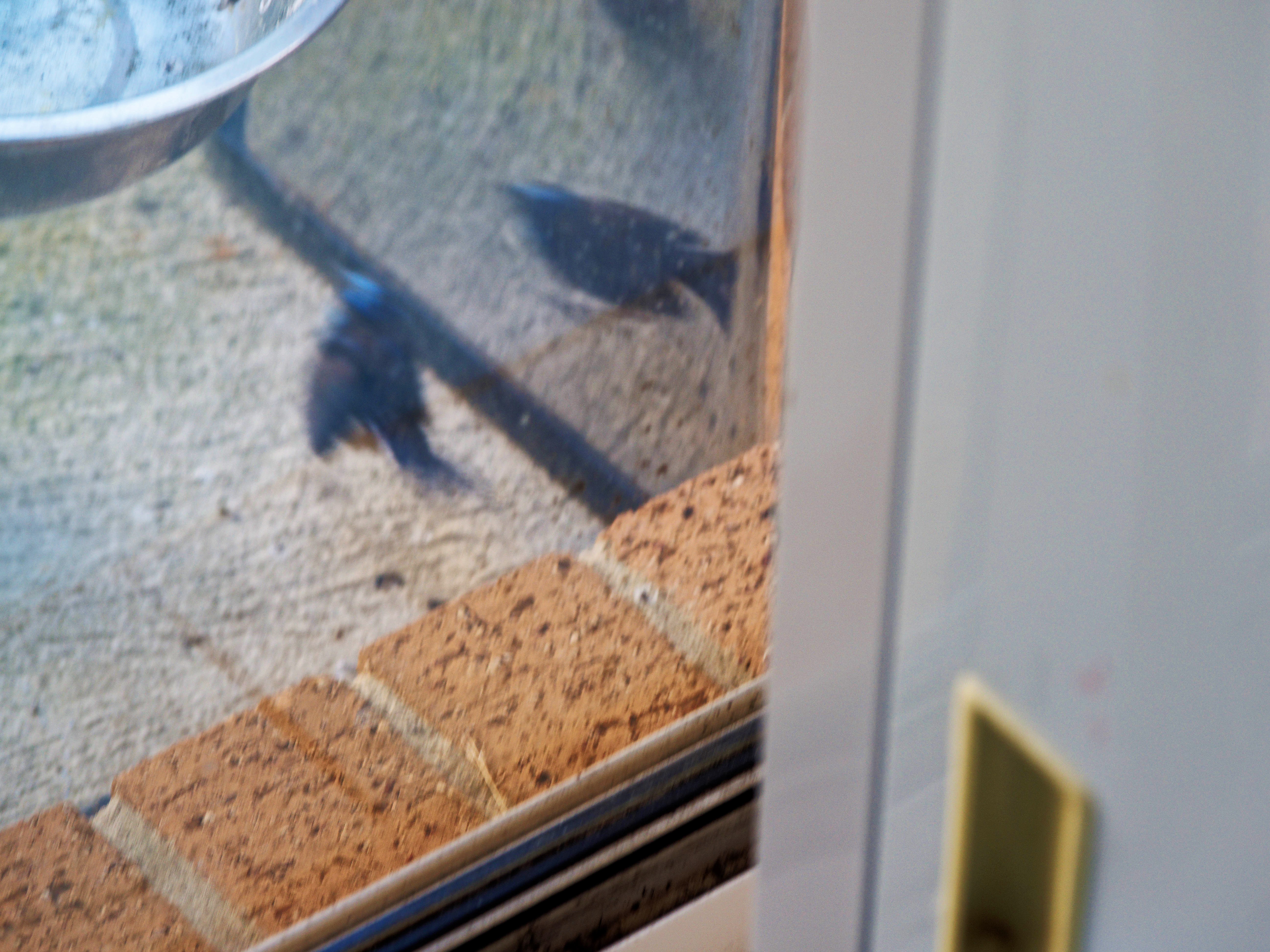 https://lemis.nyc3.digitaloceanspaces.com/grog/Photos/20260828/big/Superb-fairy-wren-148.jpeg