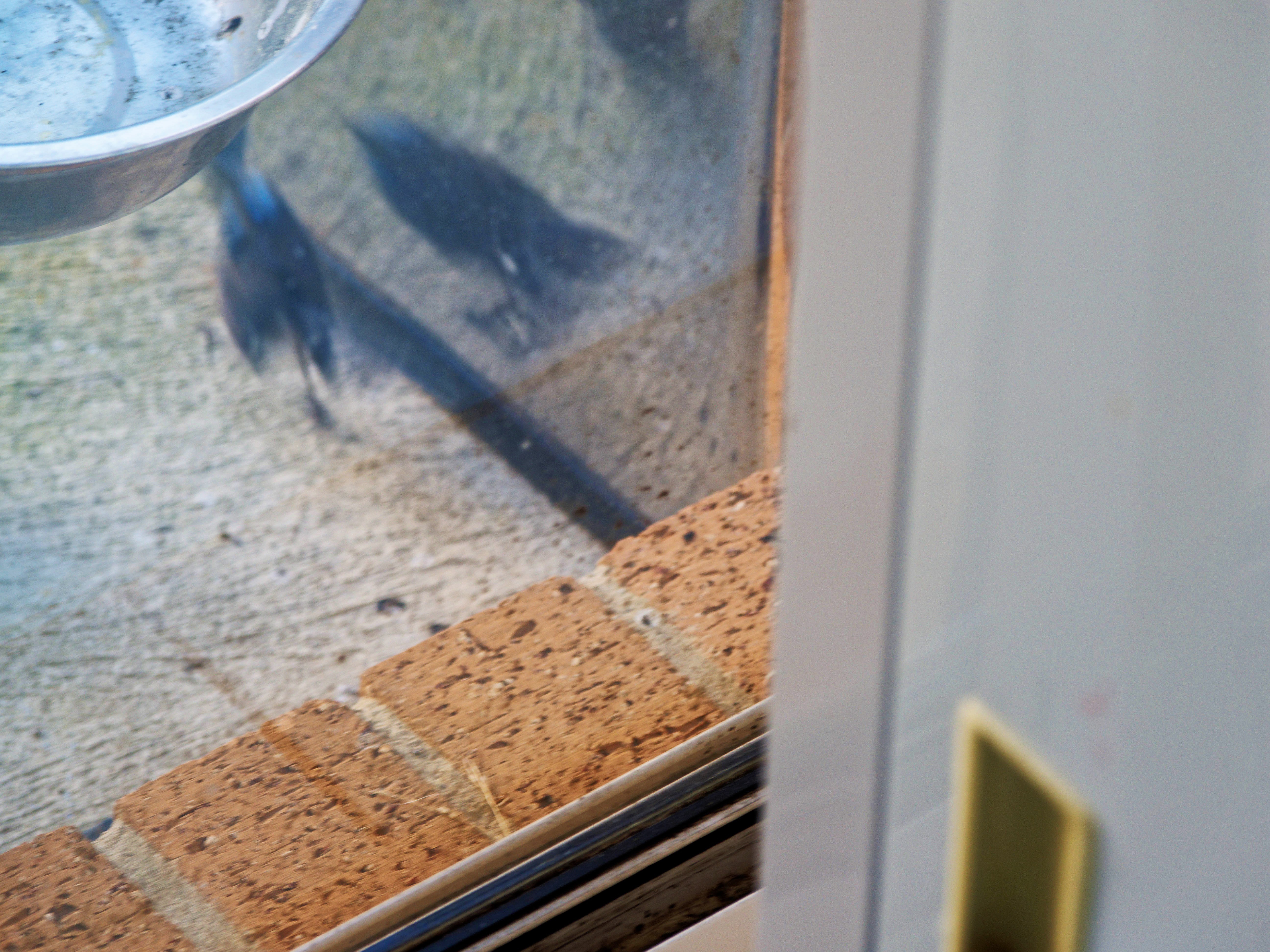 https://lemis.nyc3.digitaloceanspaces.com/grog/Photos/20260828/big/Superb-fairy-wren-152.jpeg