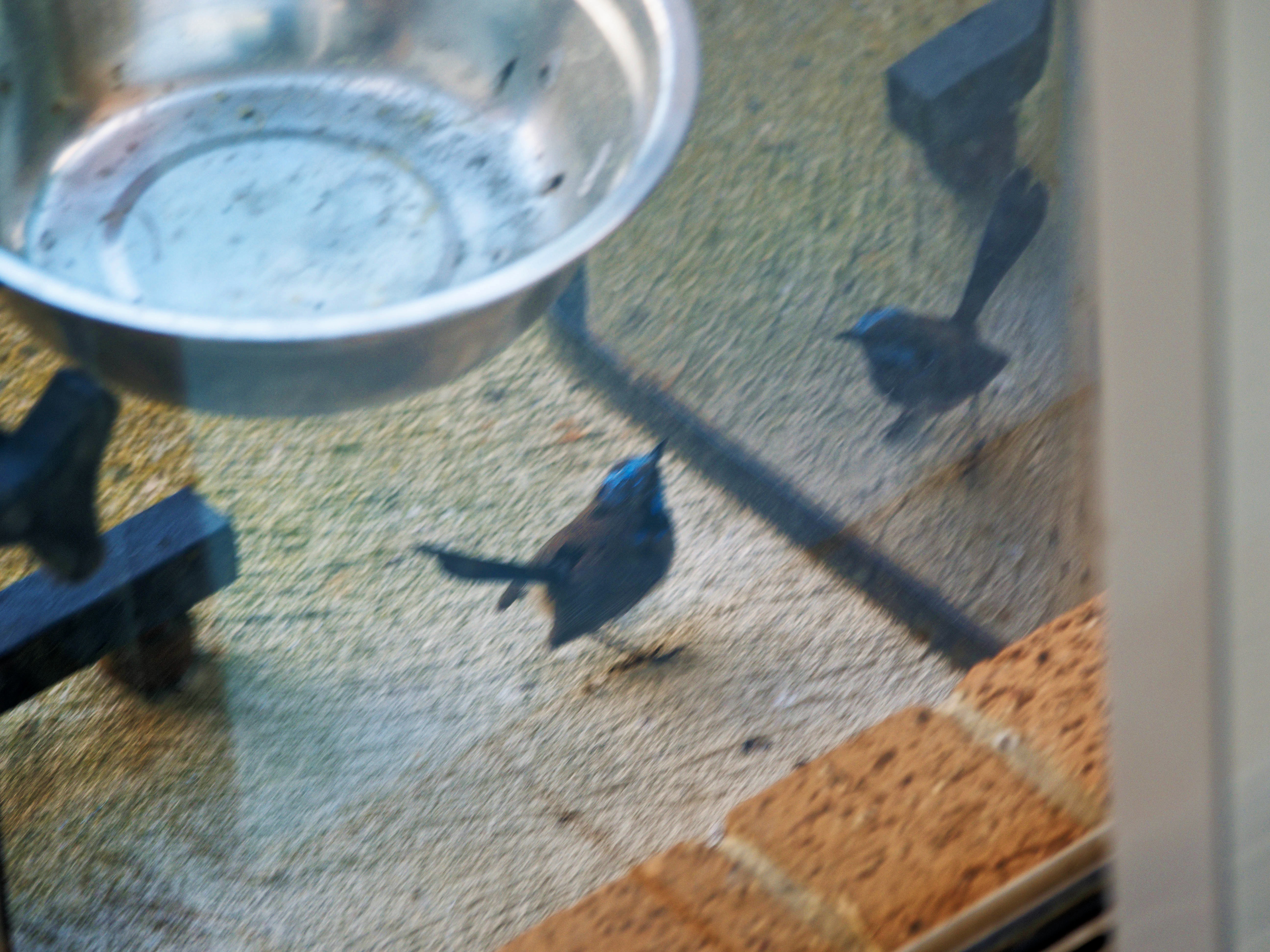 https://lemis.nyc3.digitaloceanspaces.com/grog/Photos/20260828/big/Superb-fairy-wren-16.jpeg