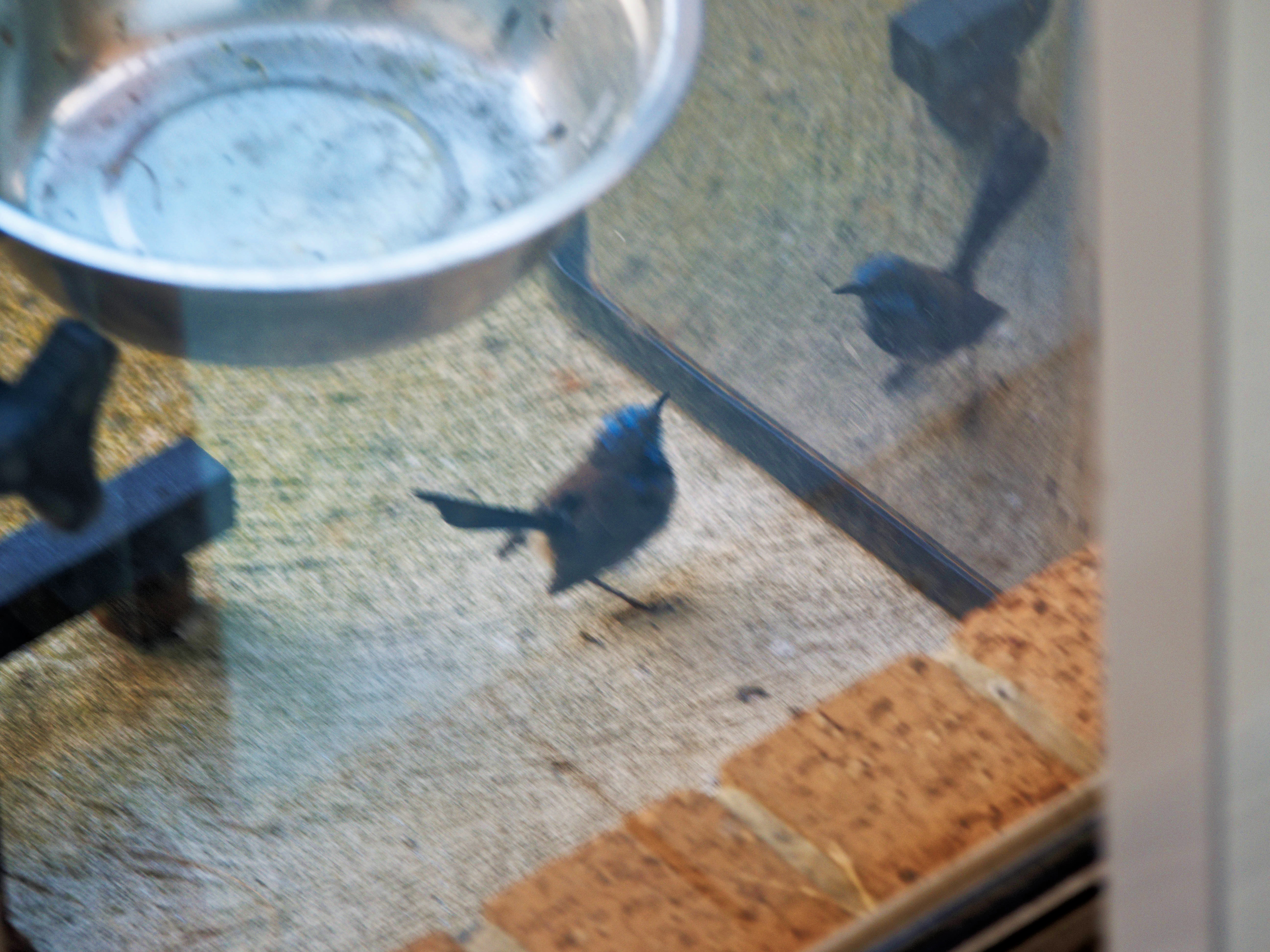 https://lemis.nyc3.digitaloceanspaces.com/grog/Photos/20260828/big/Superb-fairy-wren-19.jpeg