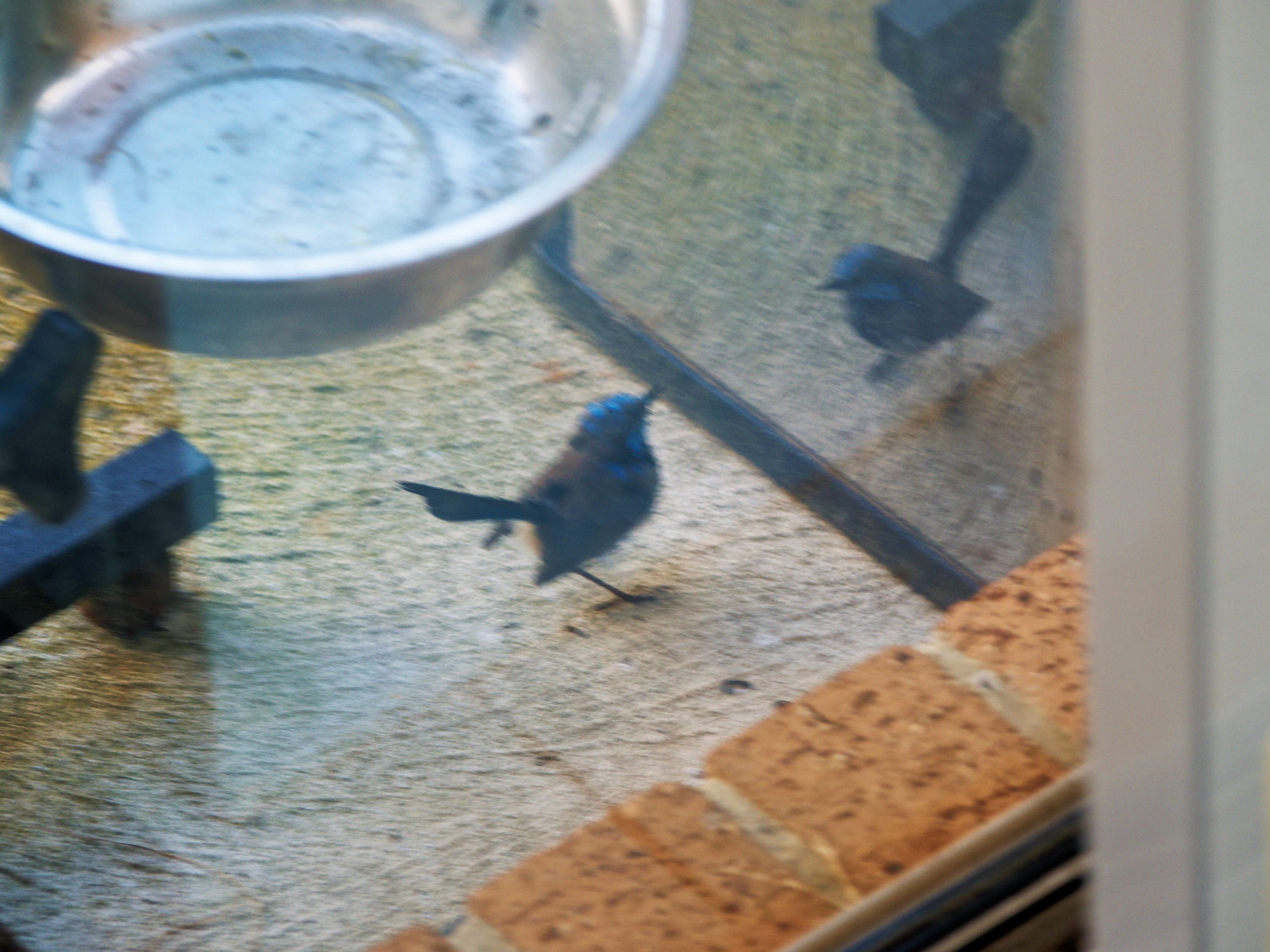 https://lemis.nyc3.digitaloceanspaces.com/grog/Photos/20260828/big/Superb-fairy-wren-20.jpeg