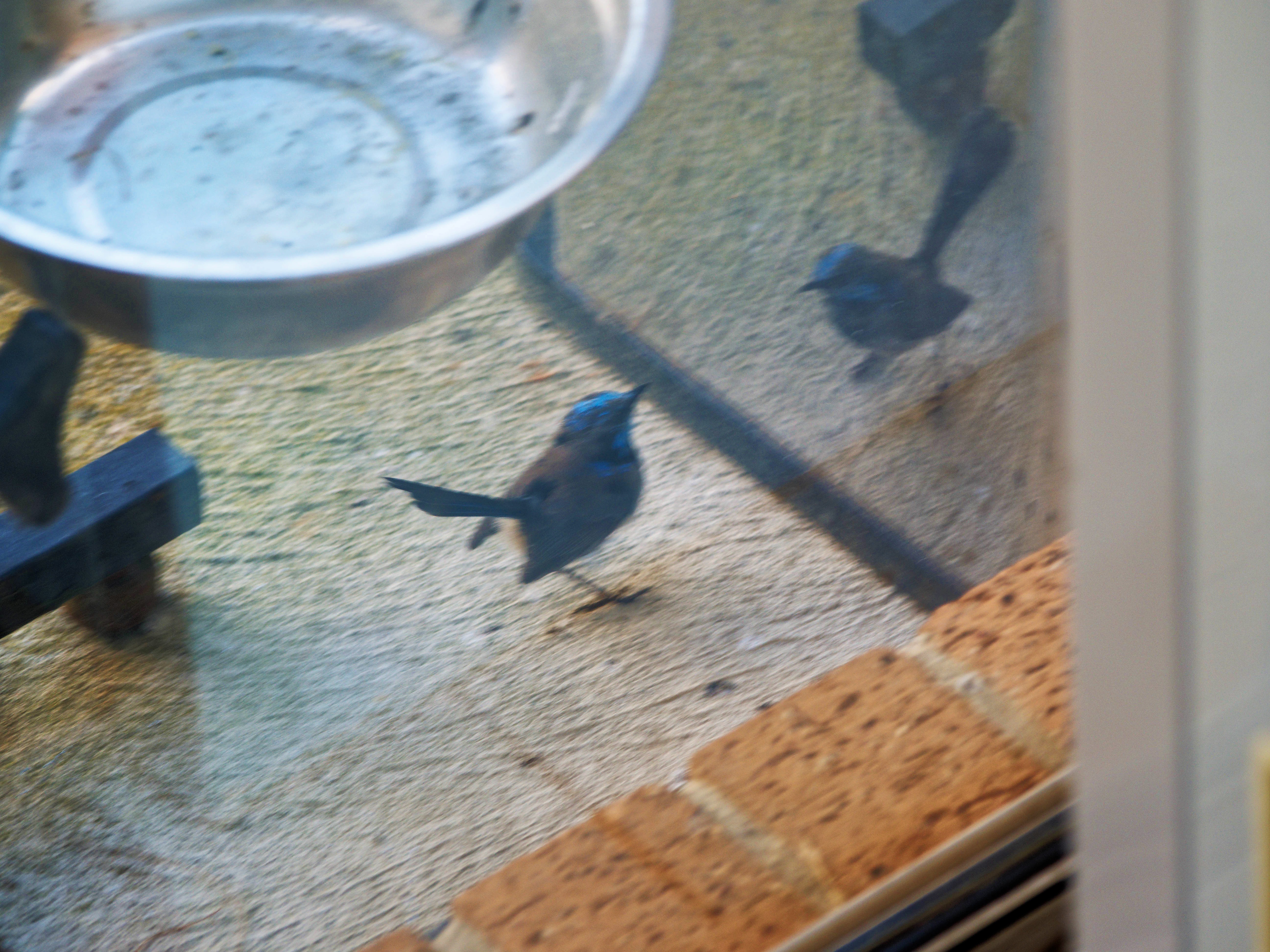 https://lemis.nyc3.digitaloceanspaces.com/grog/Photos/20260828/big/Superb-fairy-wren-21.jpeg