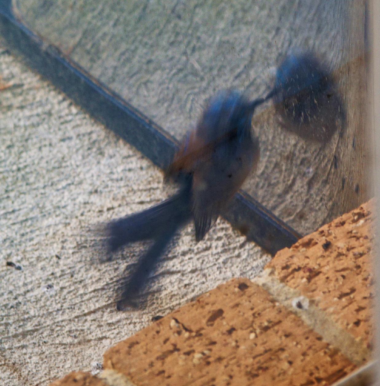 https://lemis.nyc3.digitaloceanspaces.com/grog/Photos/20260828/big/Superb-fairy-wren-23-detail.jpeg