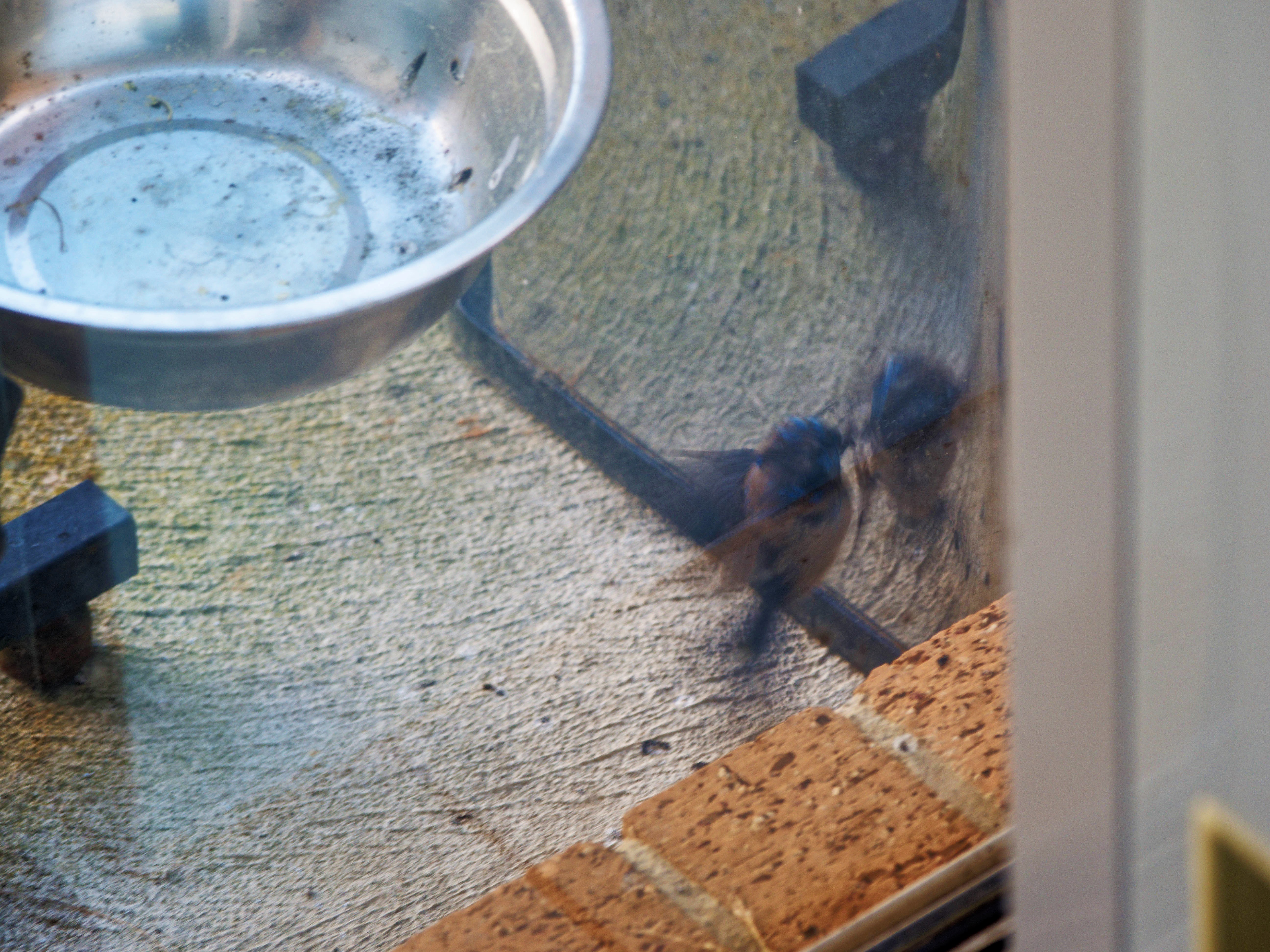 https://lemis.nyc3.digitaloceanspaces.com/grog/Photos/20260828/big/Superb-fairy-wren-24.jpeg