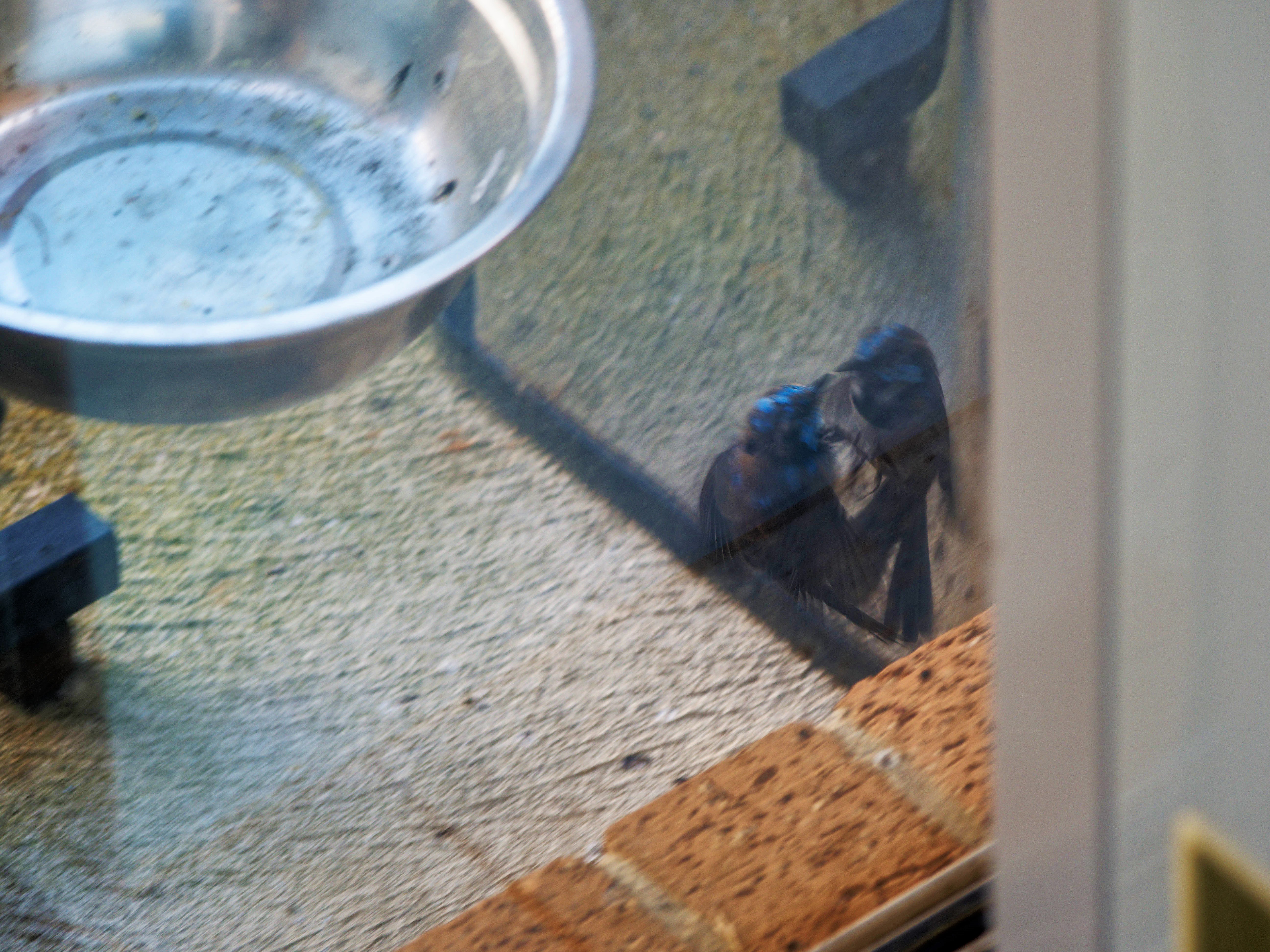 https://lemis.nyc3.digitaloceanspaces.com/grog/Photos/20260828/big/Superb-fairy-wren-26.jpeg