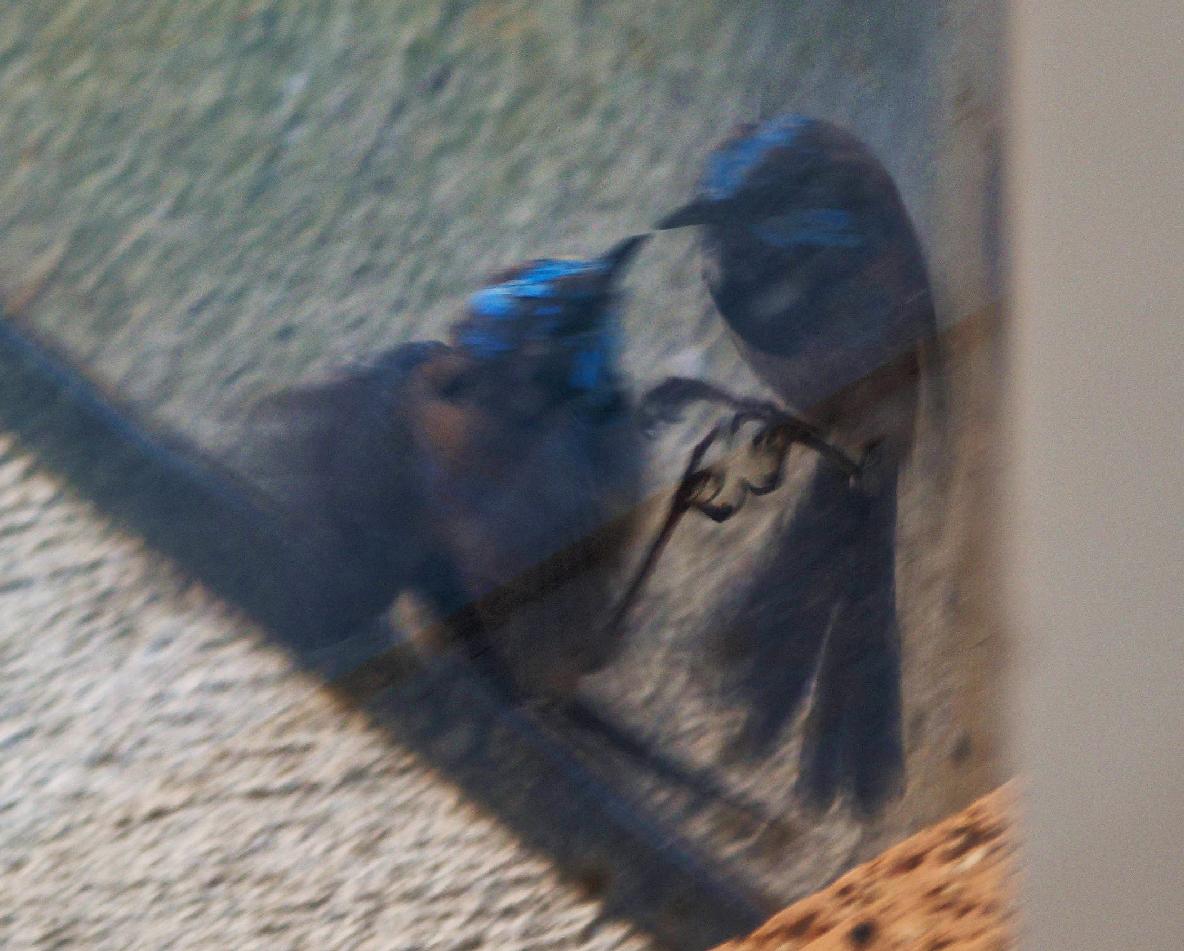 https://lemis.nyc3.digitaloceanspaces.com/grog/Photos/20260828/big/Superb-fairy-wren-27-detail.jpeg