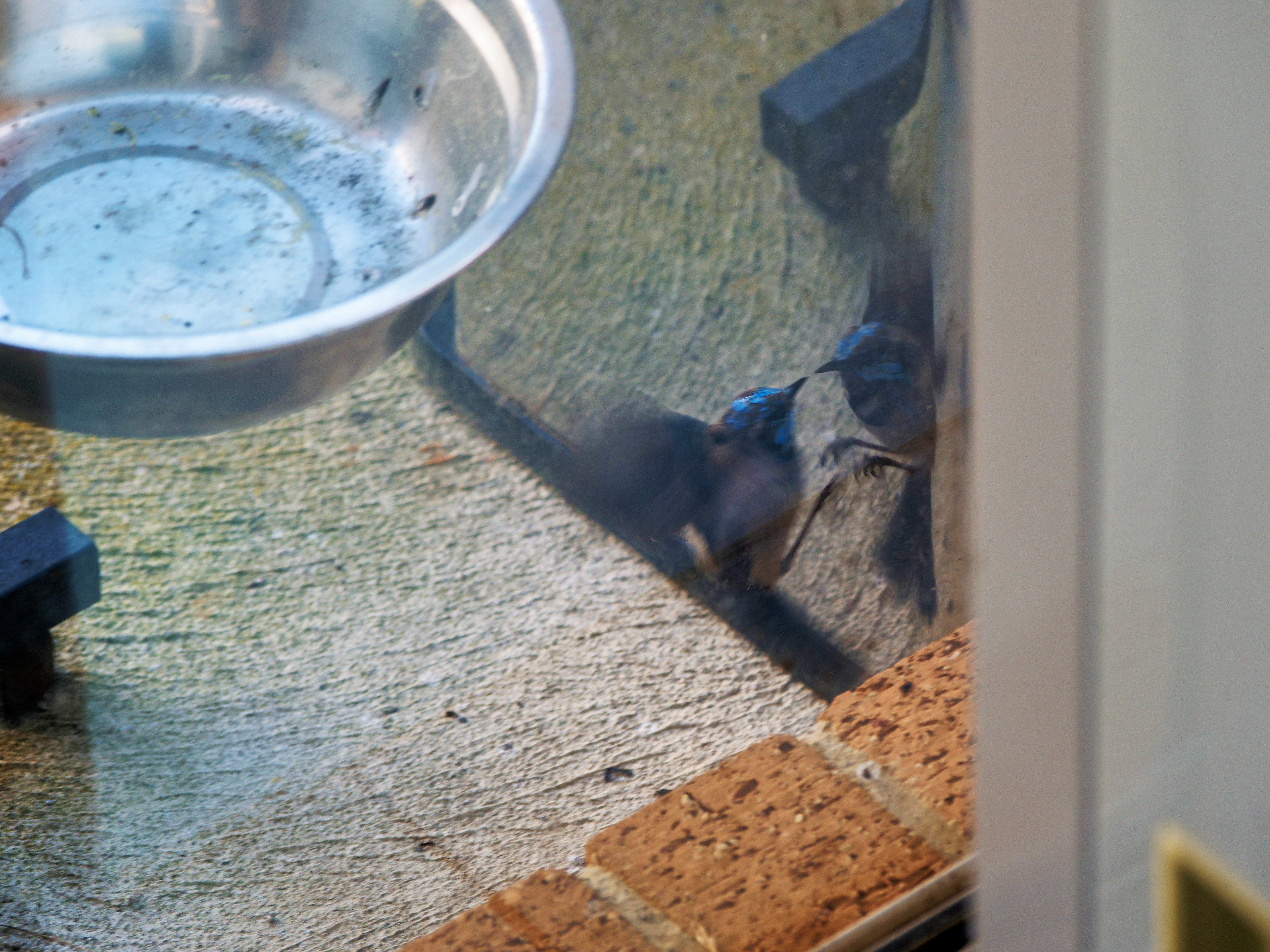 https://lemis.nyc3.digitaloceanspaces.com/grog/Photos/20260828/big/Superb-fairy-wren-28.jpeg