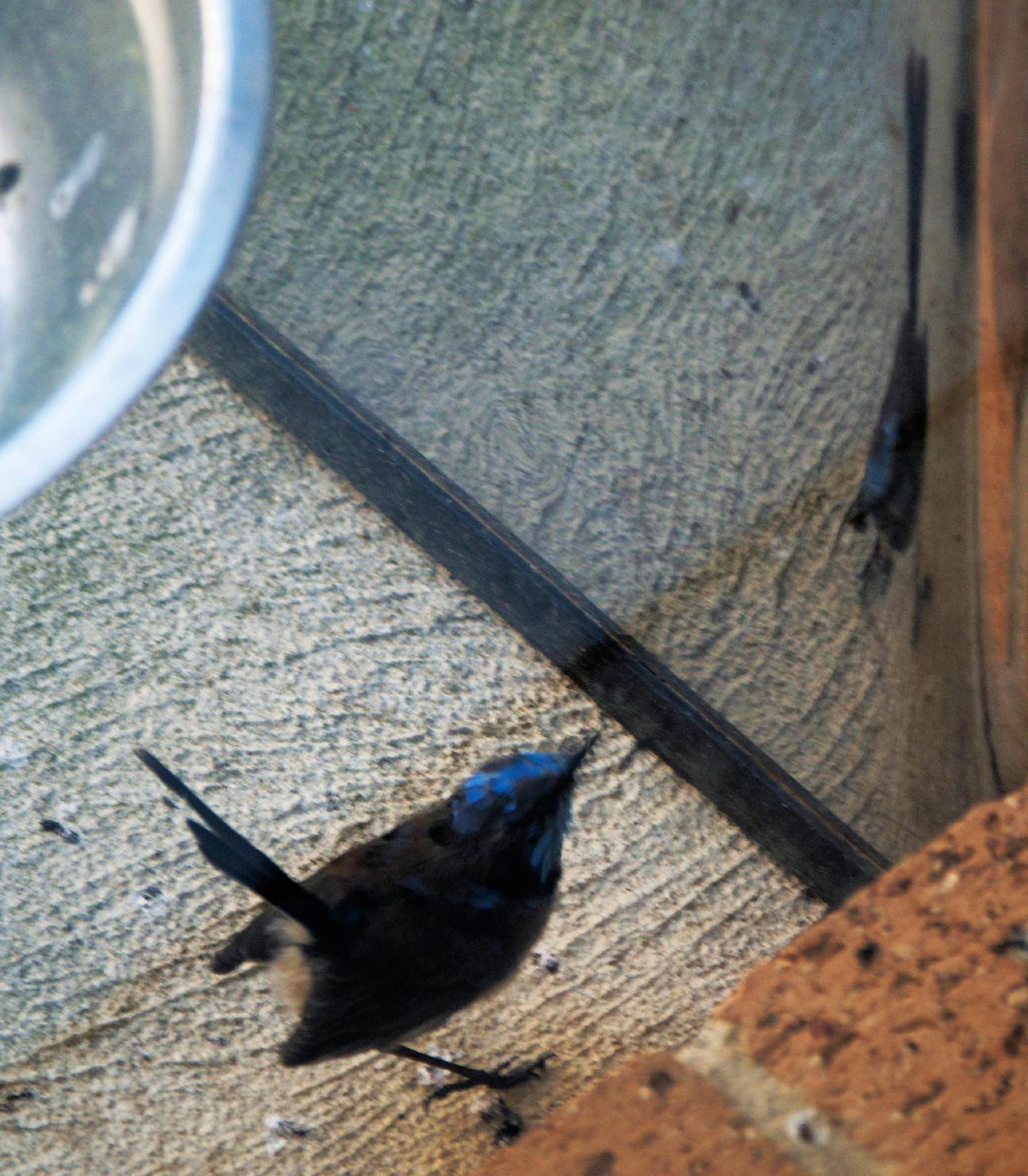 https://lemis.nyc3.digitaloceanspaces.com/grog/Photos/20260828/big/Superb-fairy-wren-3-detail.jpeg