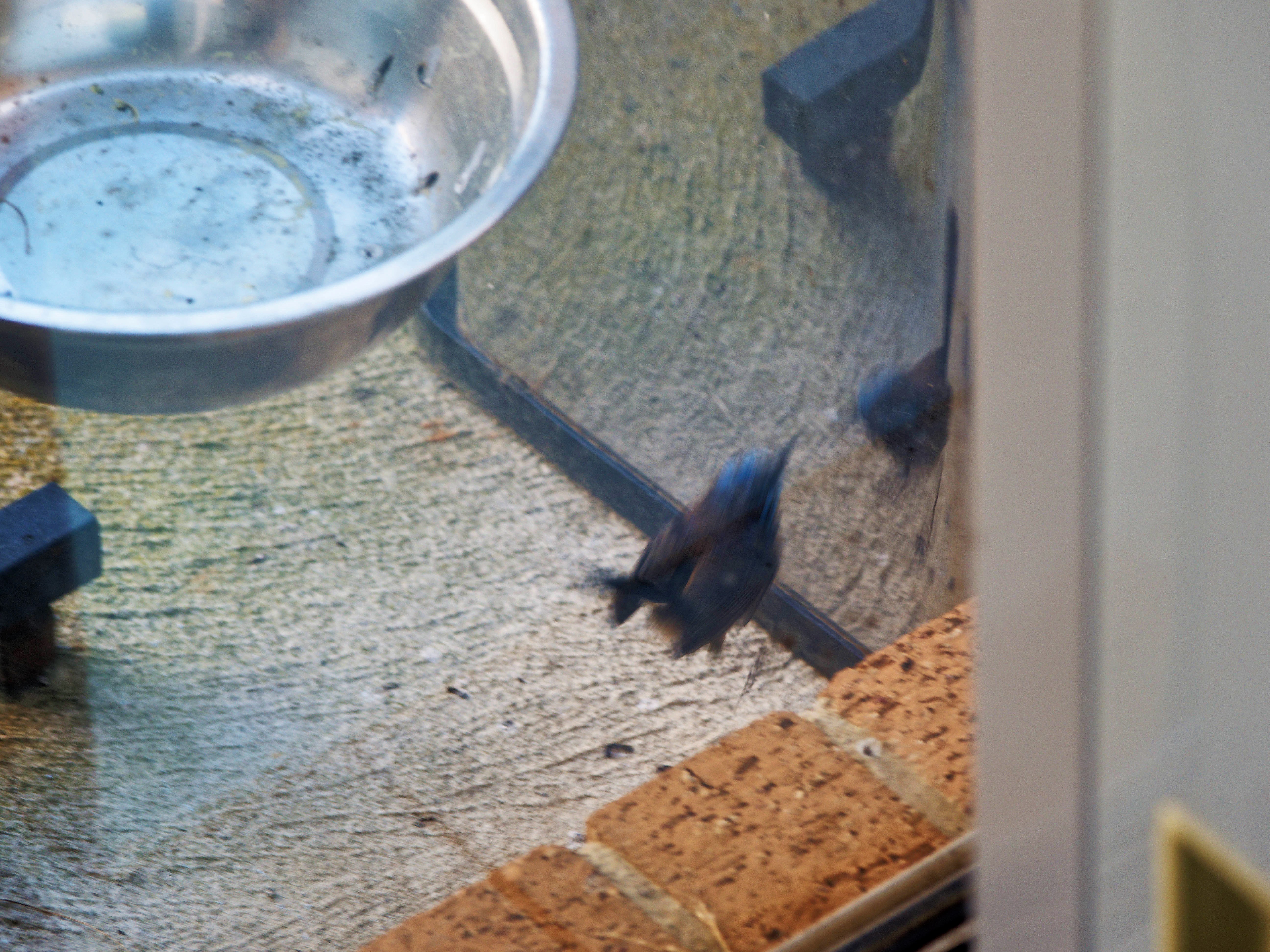 https://lemis.nyc3.digitaloceanspaces.com/grog/Photos/20260828/big/Superb-fairy-wren-33.jpeg