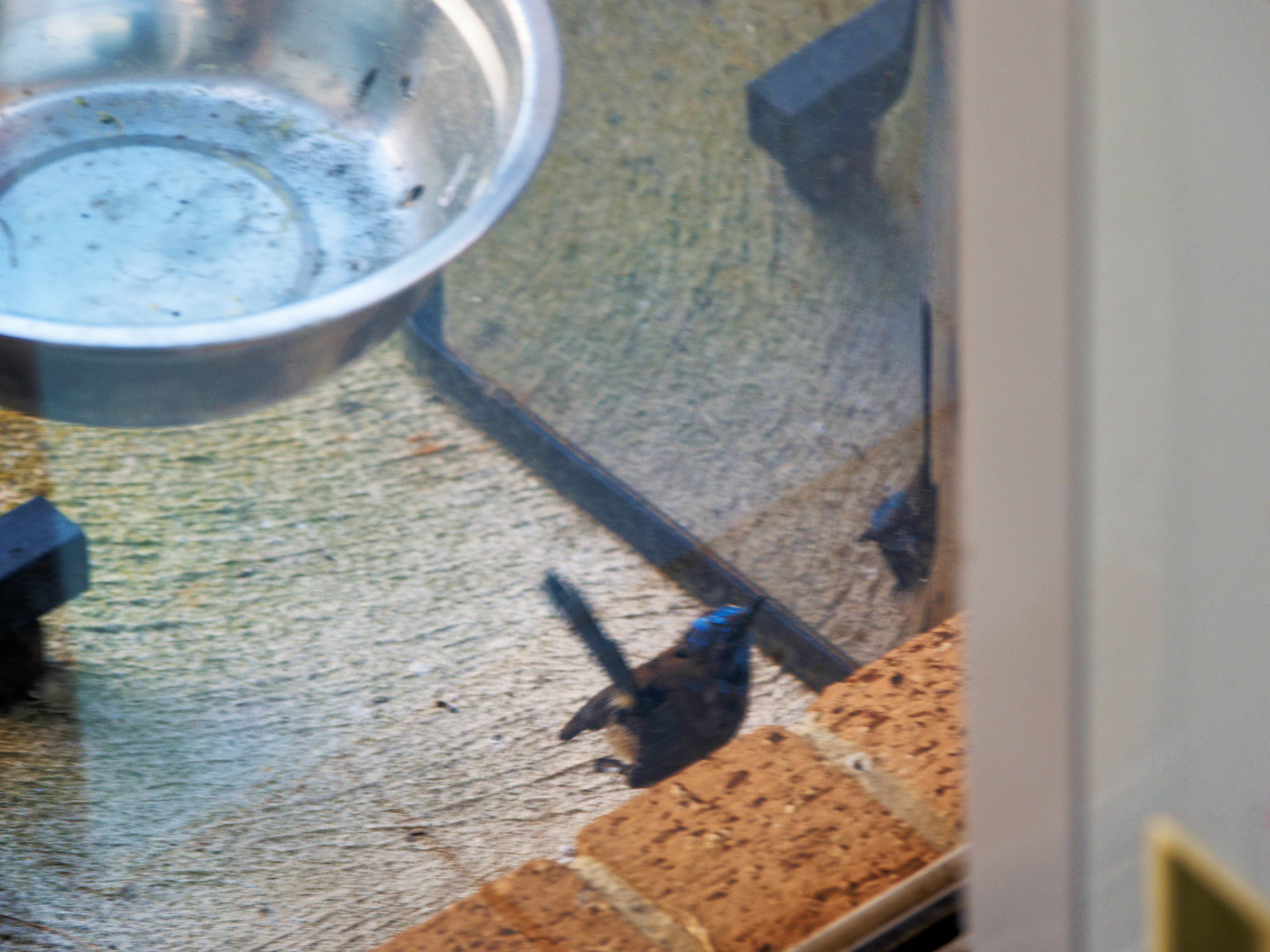 https://lemis.nyc3.digitaloceanspaces.com/grog/Photos/20260828/big/Superb-fairy-wren-38.jpeg