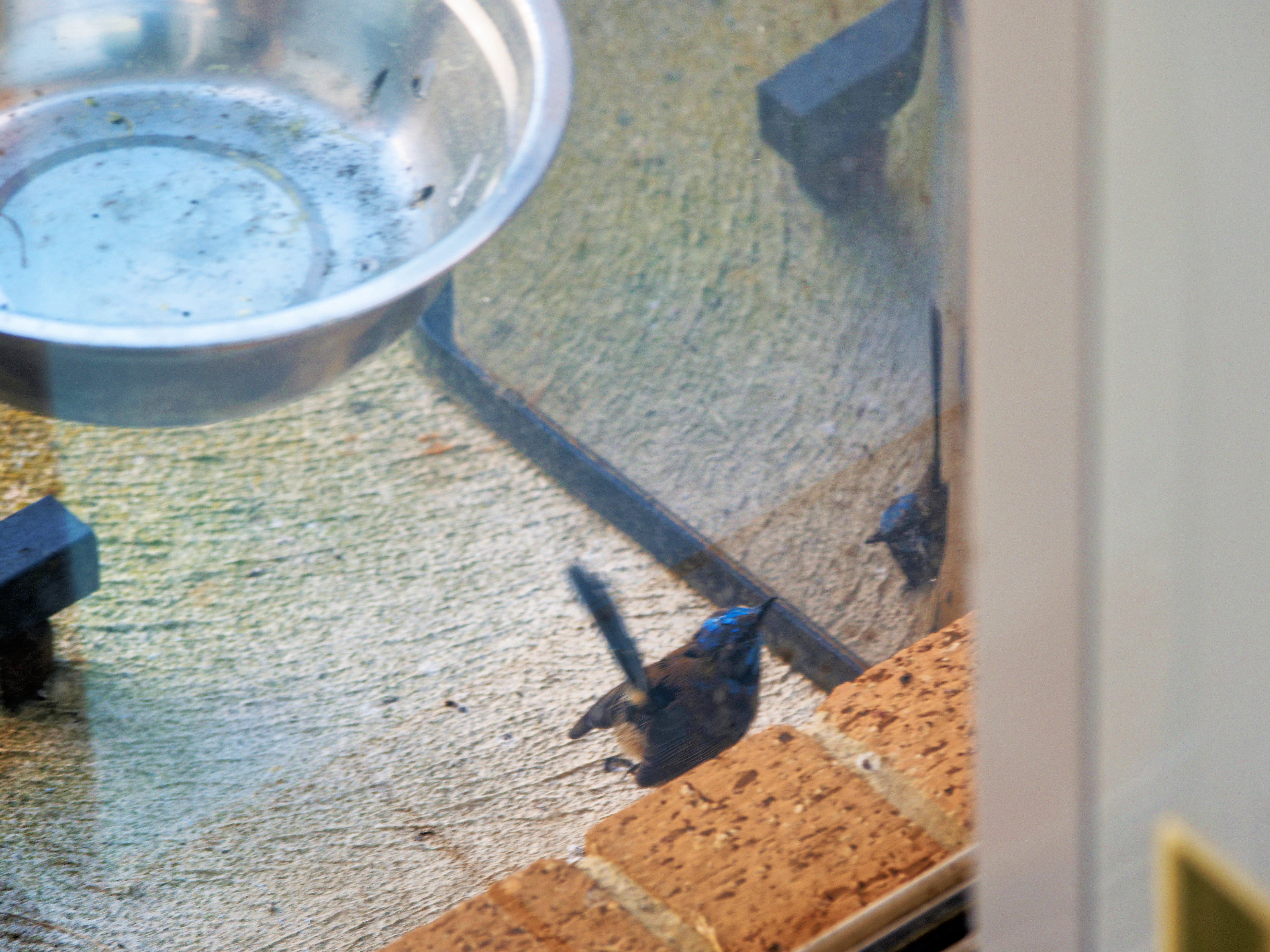 https://lemis.nyc3.digitaloceanspaces.com/grog/Photos/20260828/big/Superb-fairy-wren-39.jpeg