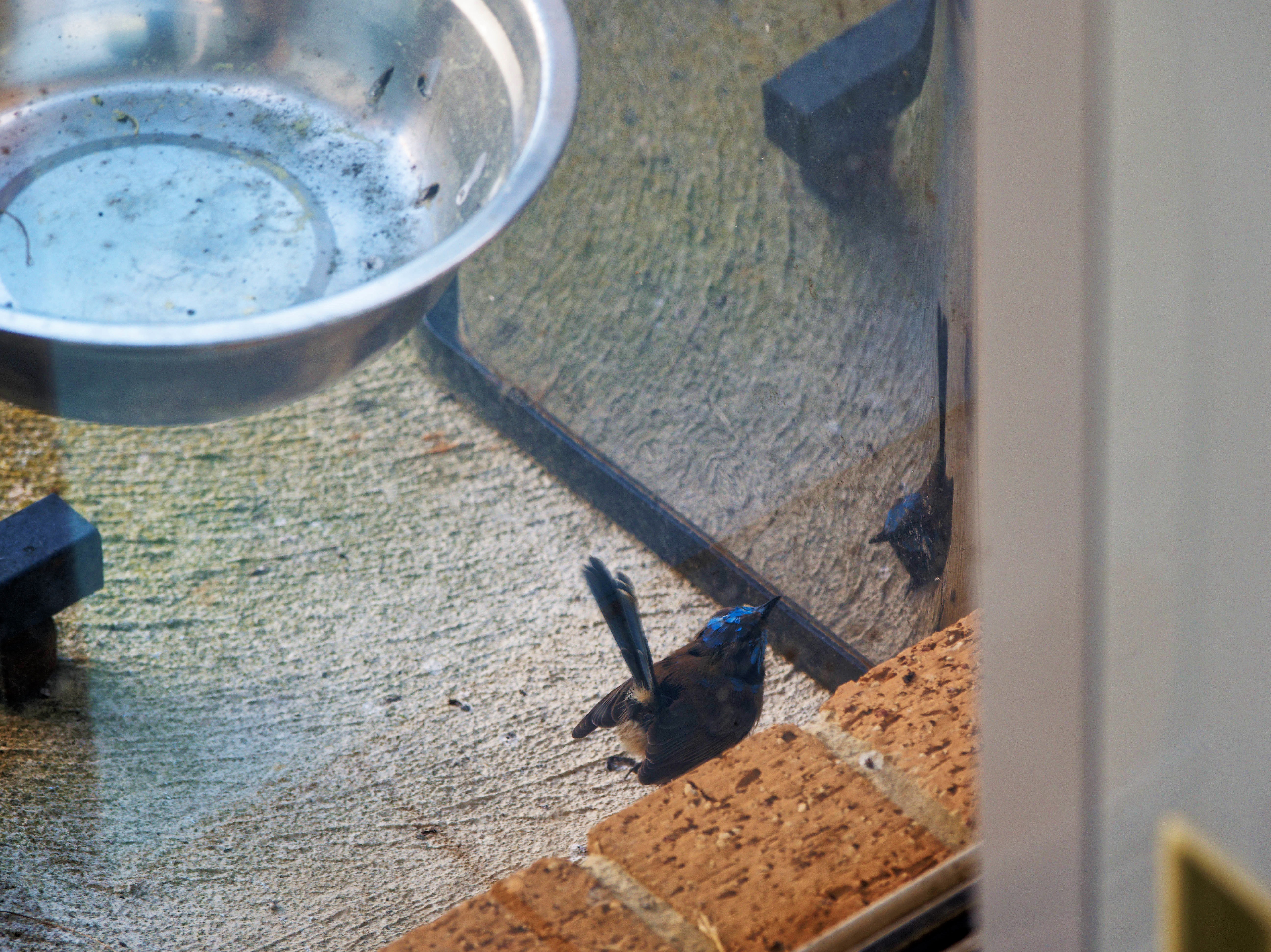 https://lemis.nyc3.digitaloceanspaces.com/grog/Photos/20260828/big/Superb-fairy-wren-40.jpeg