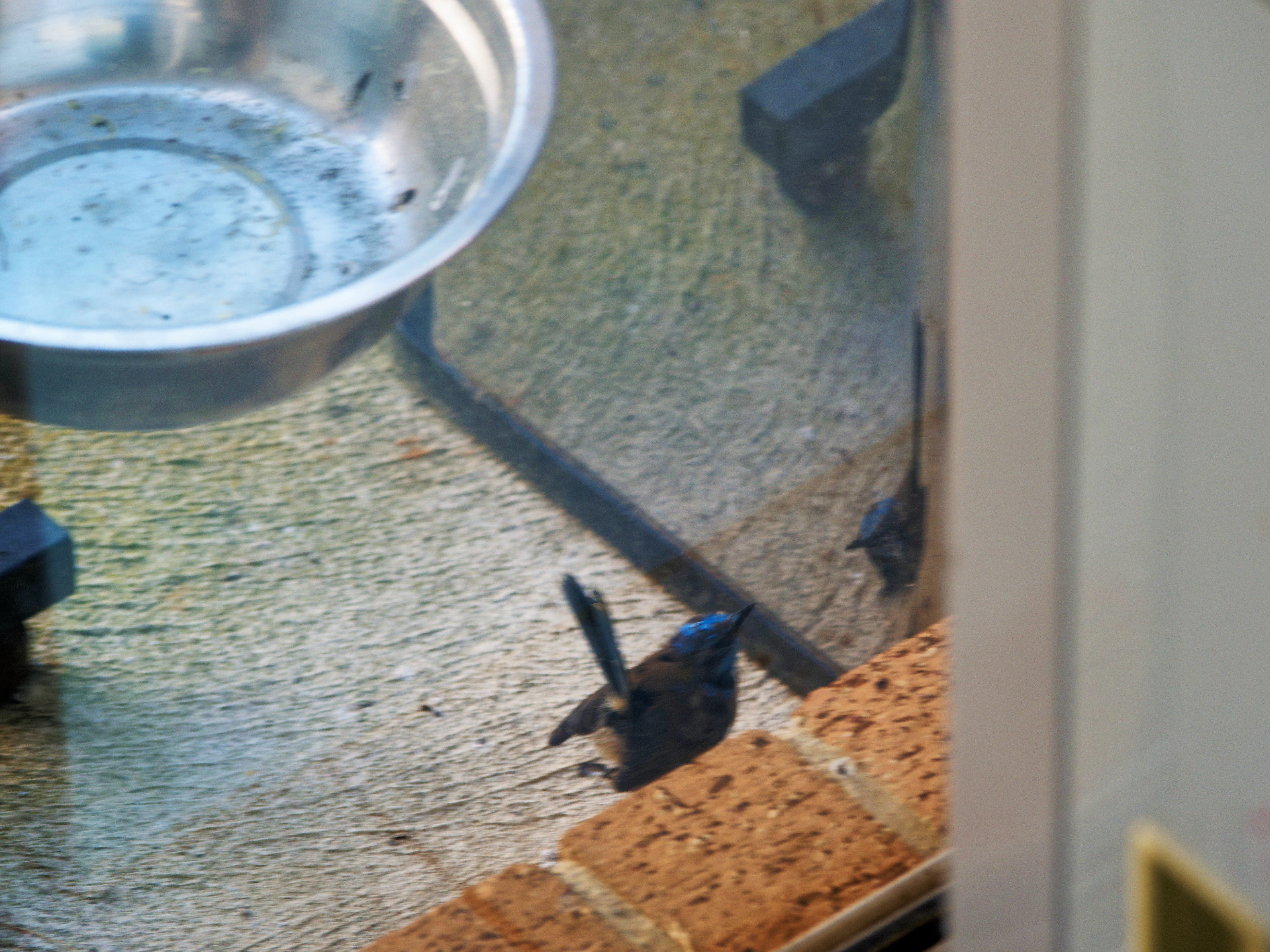 https://lemis.nyc3.digitaloceanspaces.com/grog/Photos/20260828/big/Superb-fairy-wren-43.jpeg