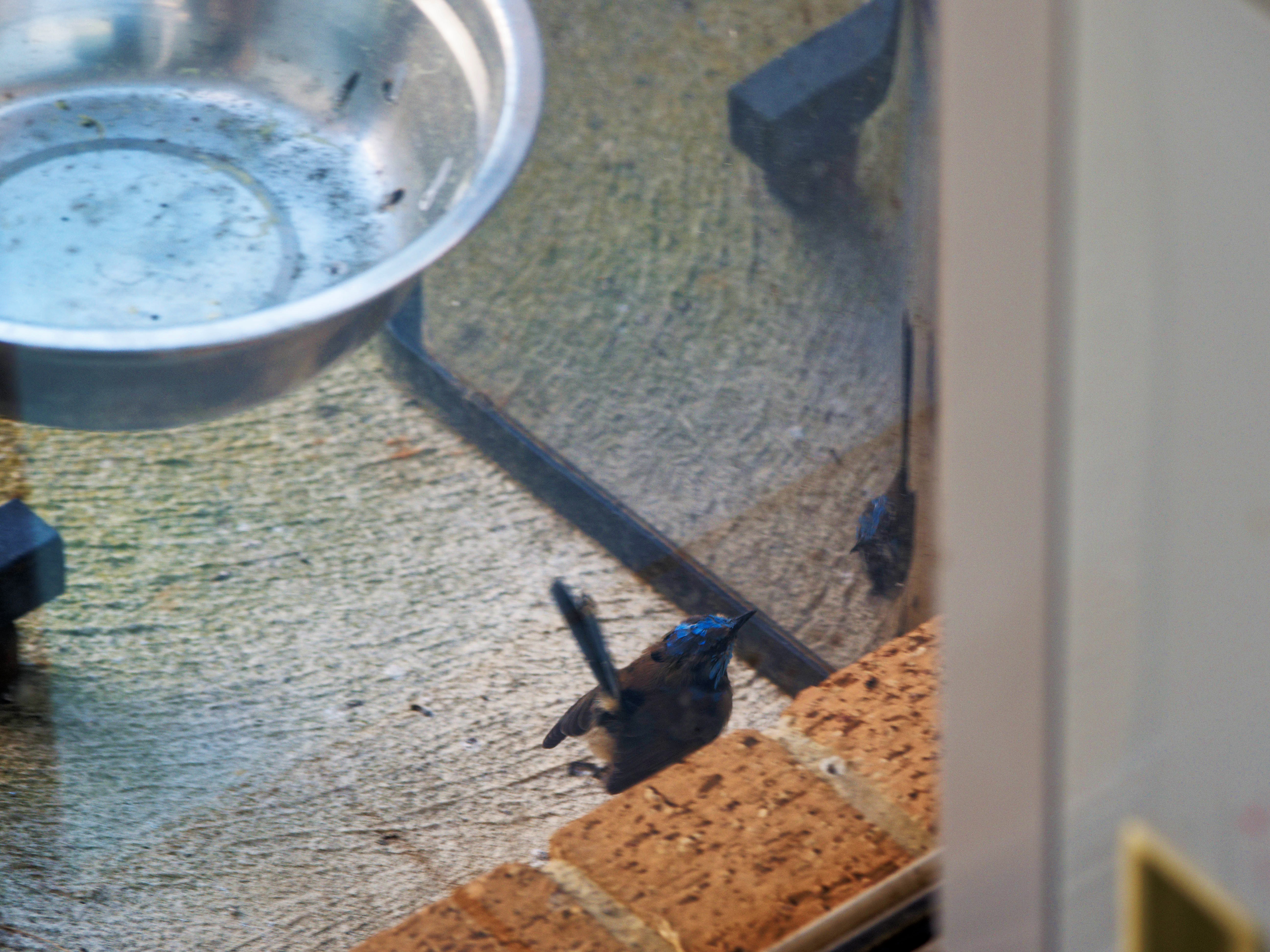 https://lemis.nyc3.digitaloceanspaces.com/grog/Photos/20260828/big/Superb-fairy-wren-44.jpeg