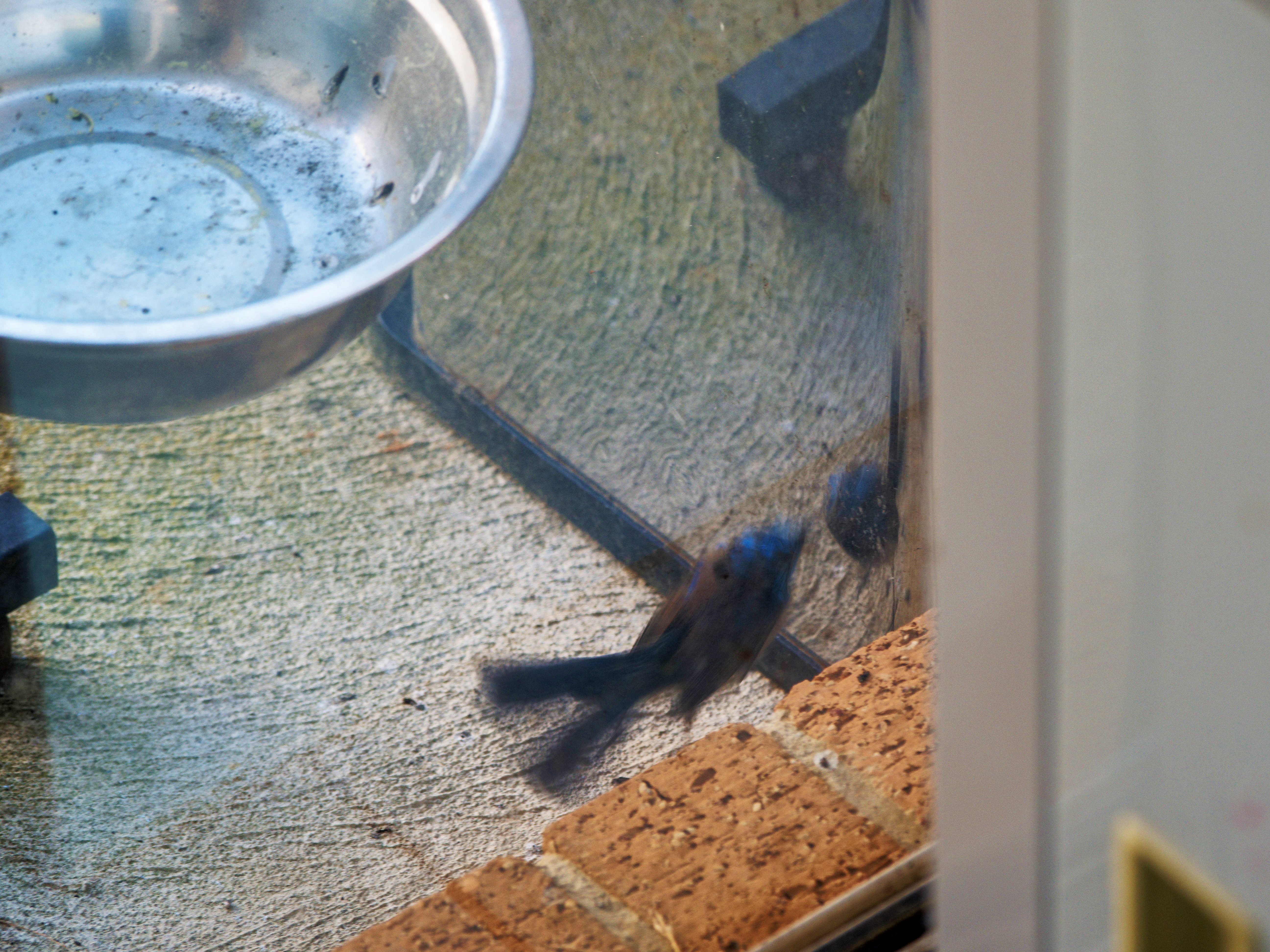 https://lemis.nyc3.digitaloceanspaces.com/grog/Photos/20260828/big/Superb-fairy-wren-47.jpeg