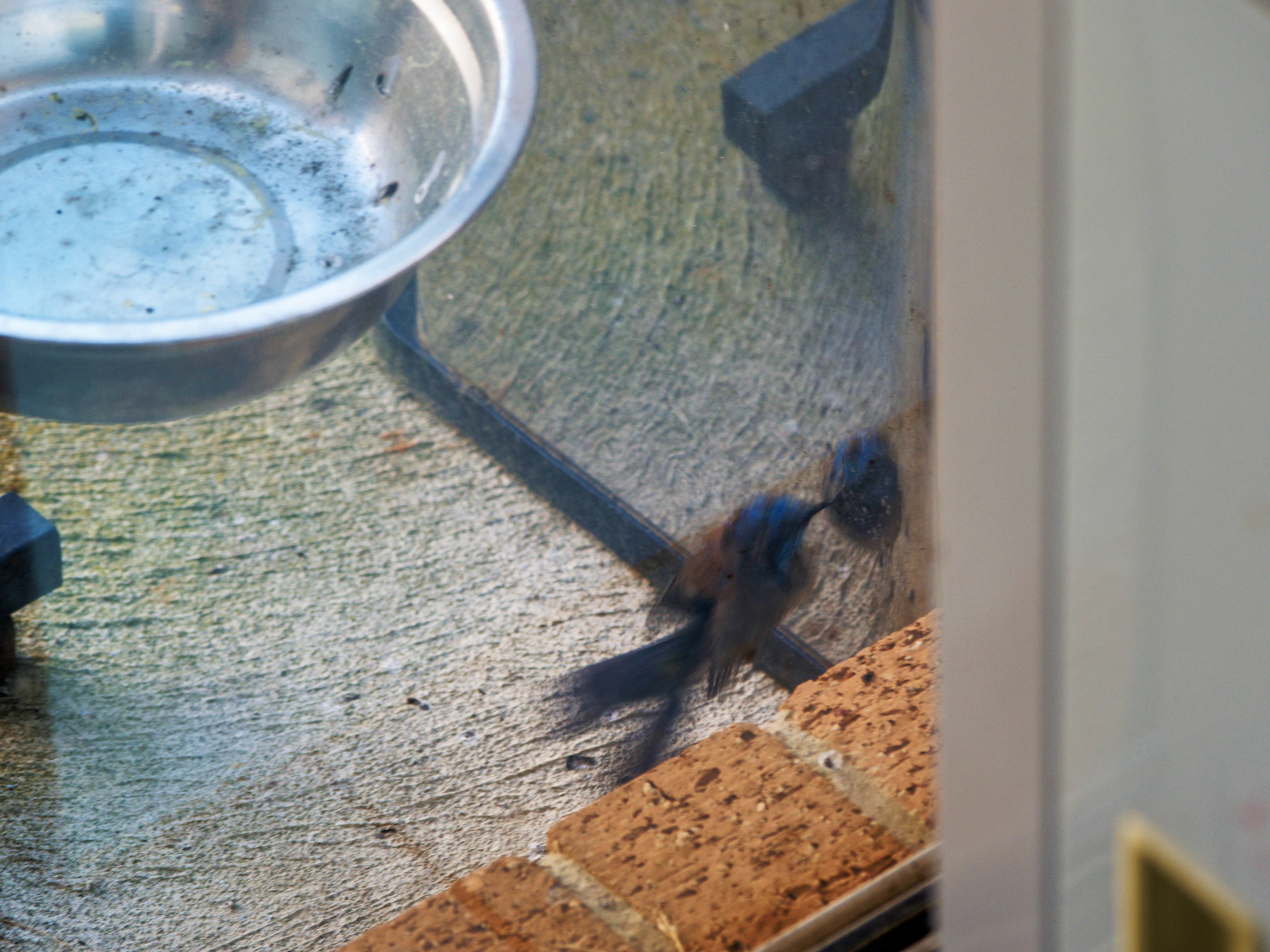 https://lemis.nyc3.digitaloceanspaces.com/grog/Photos/20260828/big/Superb-fairy-wren-48.jpeg