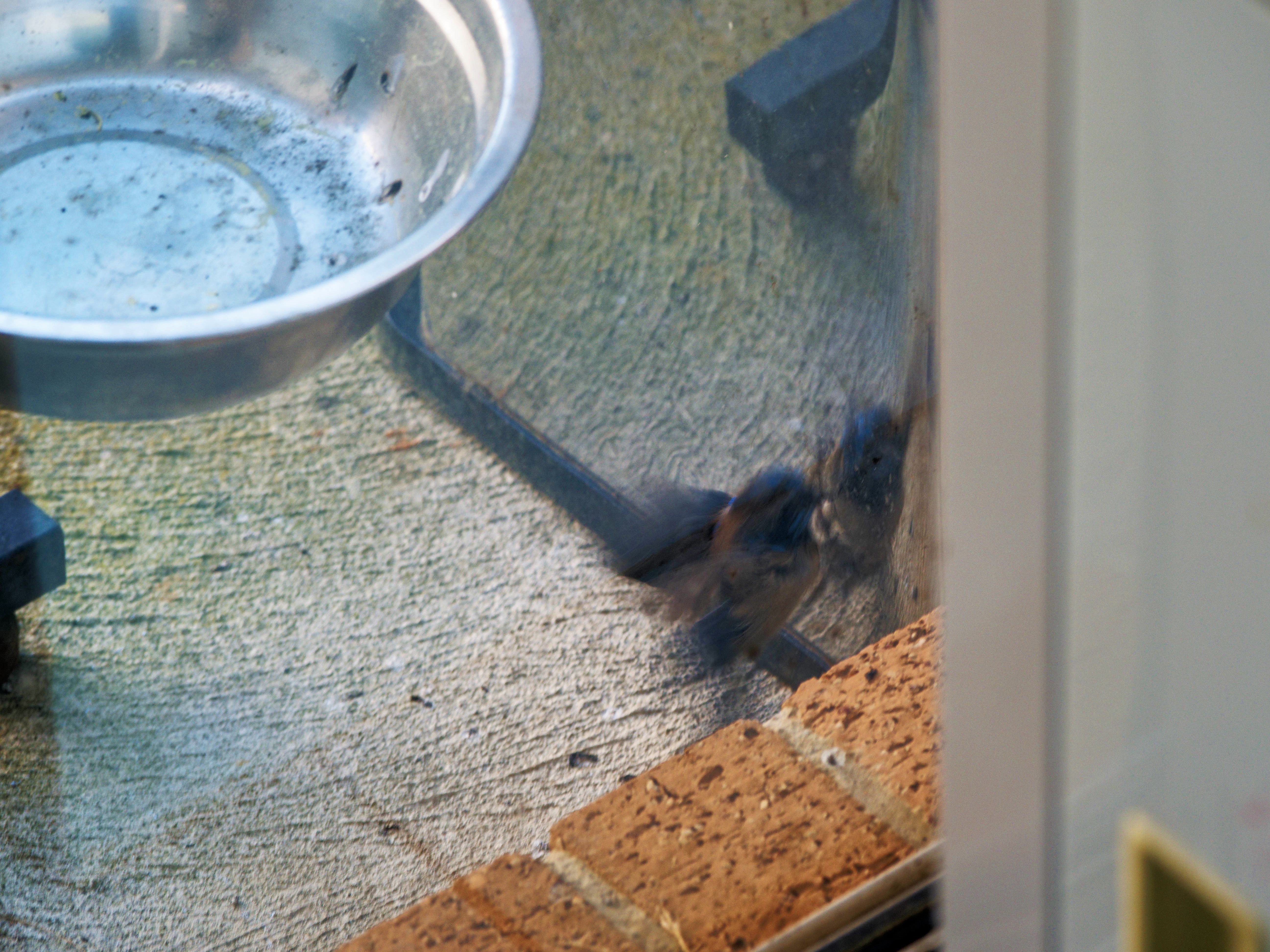 https://lemis.nyc3.digitaloceanspaces.com/grog/Photos/20260828/big/Superb-fairy-wren-49.jpeg