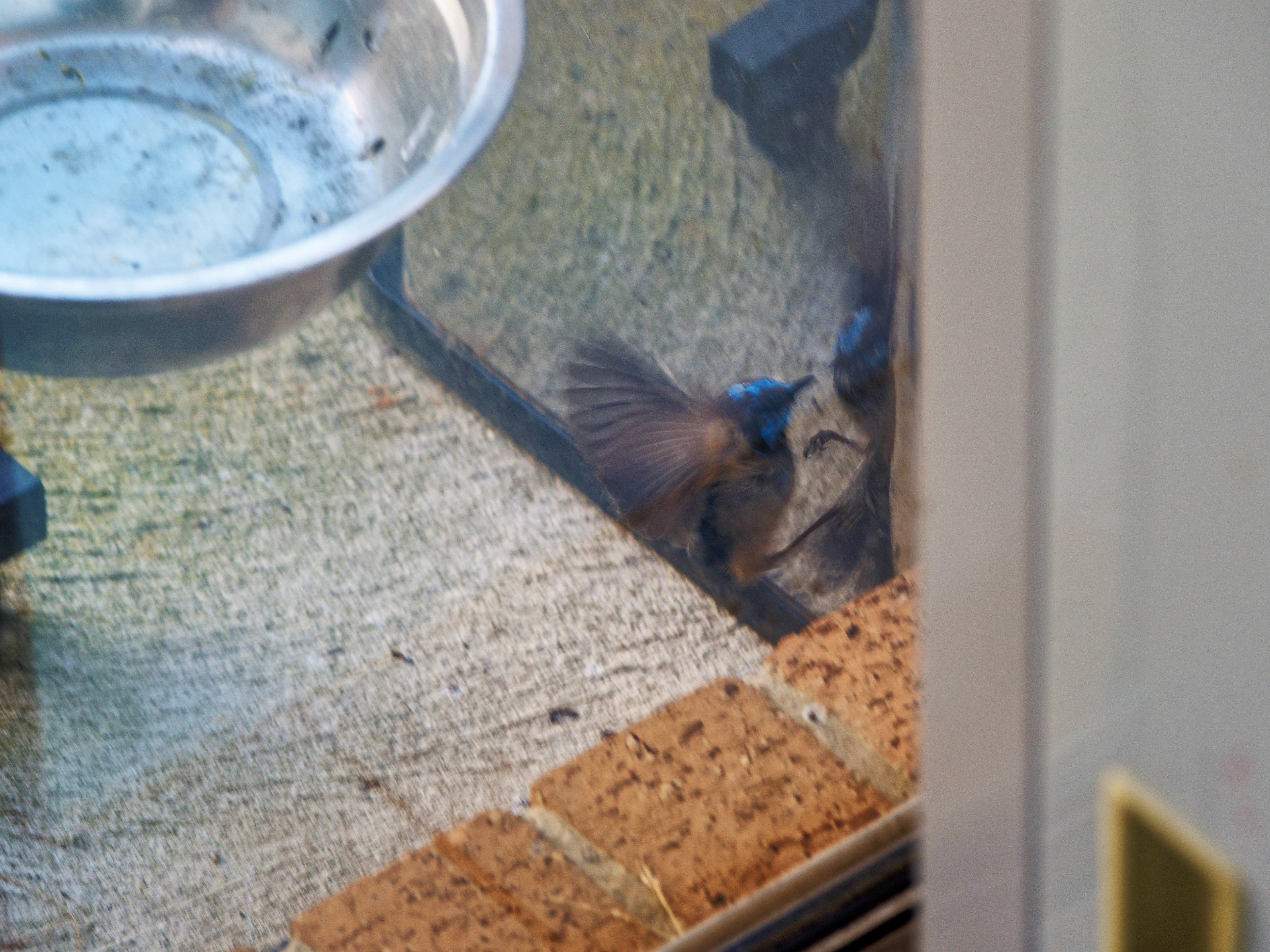 https://lemis.nyc3.digitaloceanspaces.com/grog/Photos/20260828/big/Superb-fairy-wren-53.jpeg