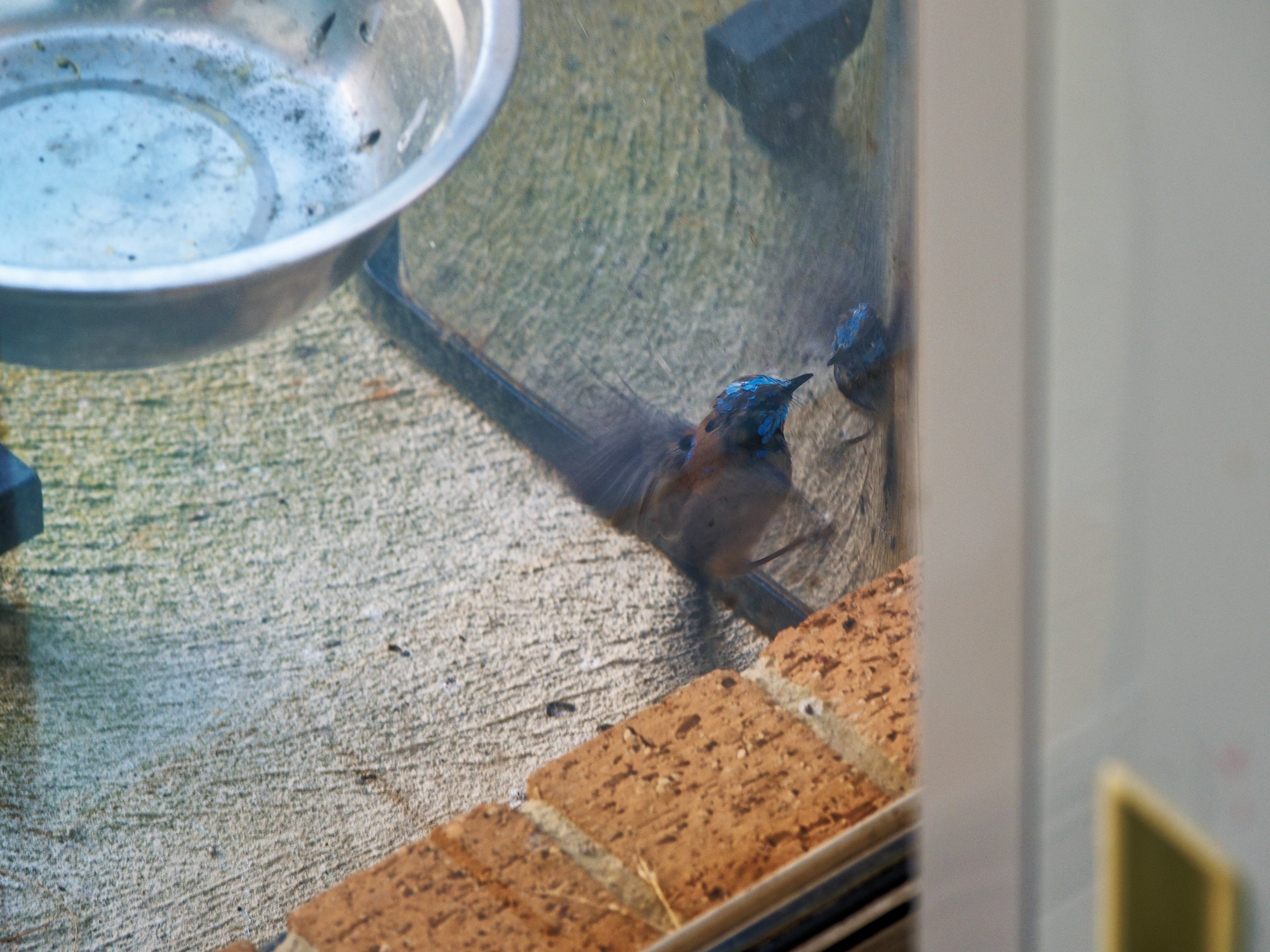 https://lemis.nyc3.digitaloceanspaces.com/grog/Photos/20260828/big/Superb-fairy-wren-54.jpeg