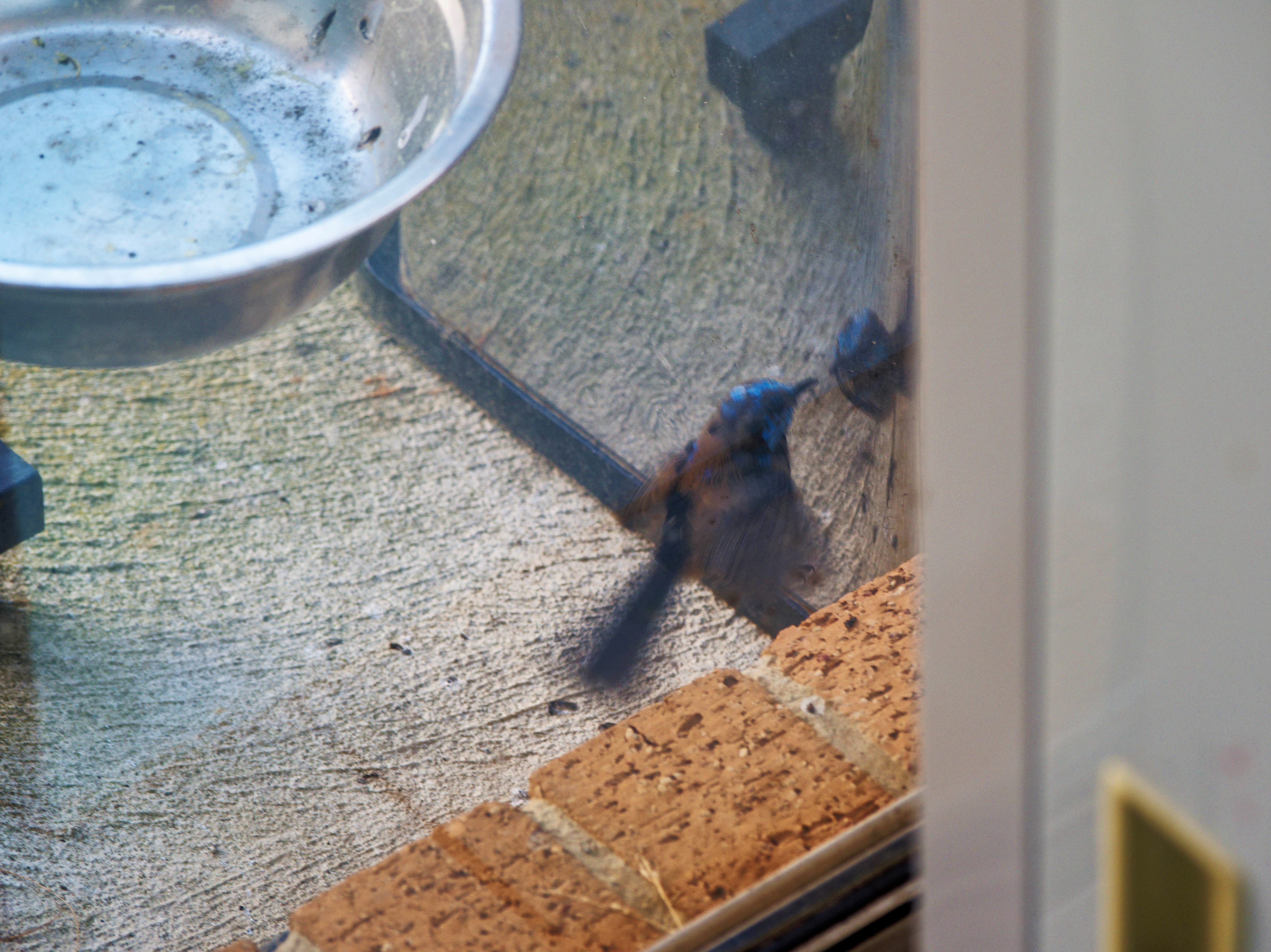 https://lemis.nyc3.digitaloceanspaces.com/grog/Photos/20260828/big/Superb-fairy-wren-55.jpeg