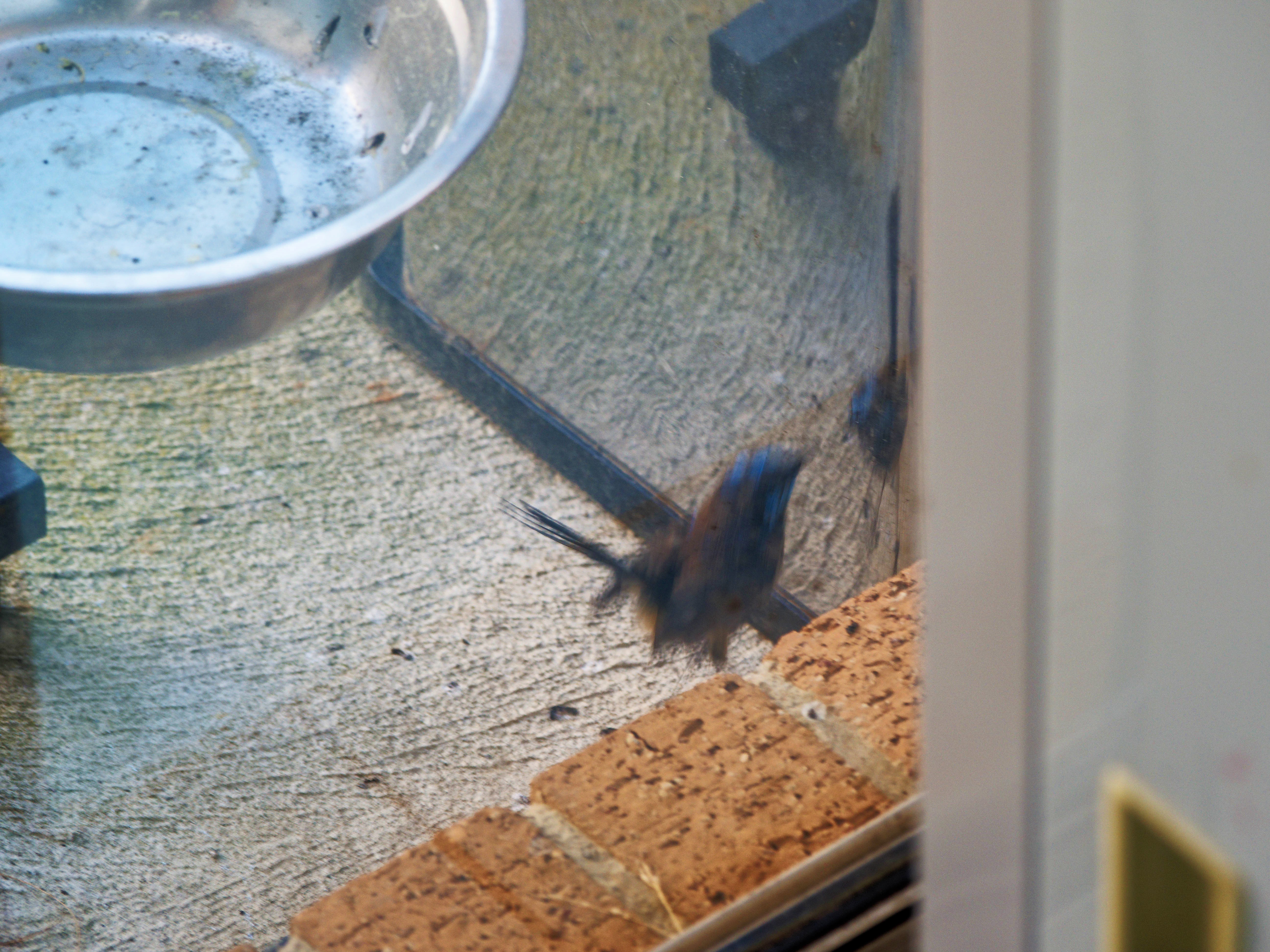 https://lemis.nyc3.digitaloceanspaces.com/grog/Photos/20260828/big/Superb-fairy-wren-58.jpeg