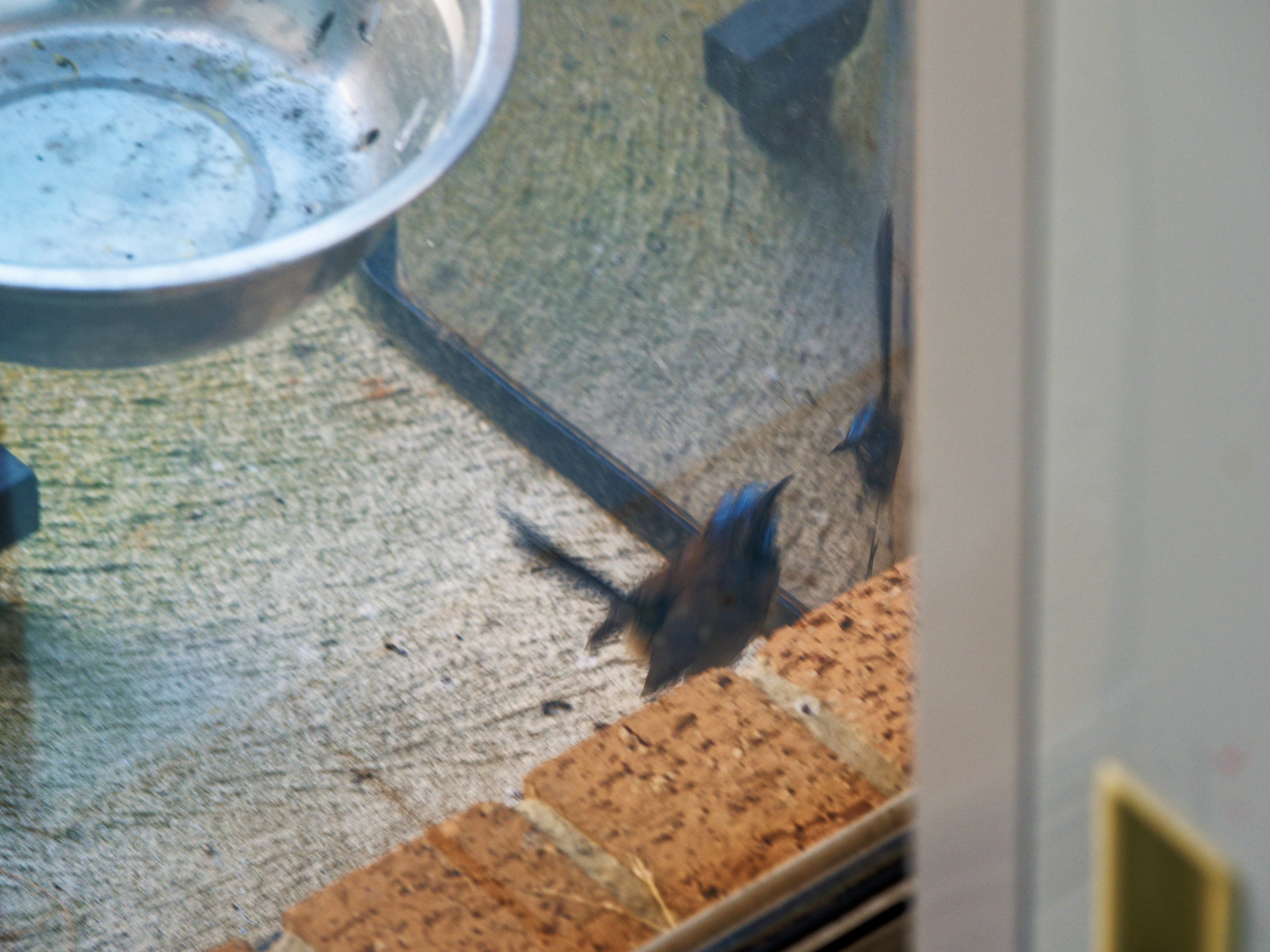 https://lemis.nyc3.digitaloceanspaces.com/grog/Photos/20260828/big/Superb-fairy-wren-59.jpeg