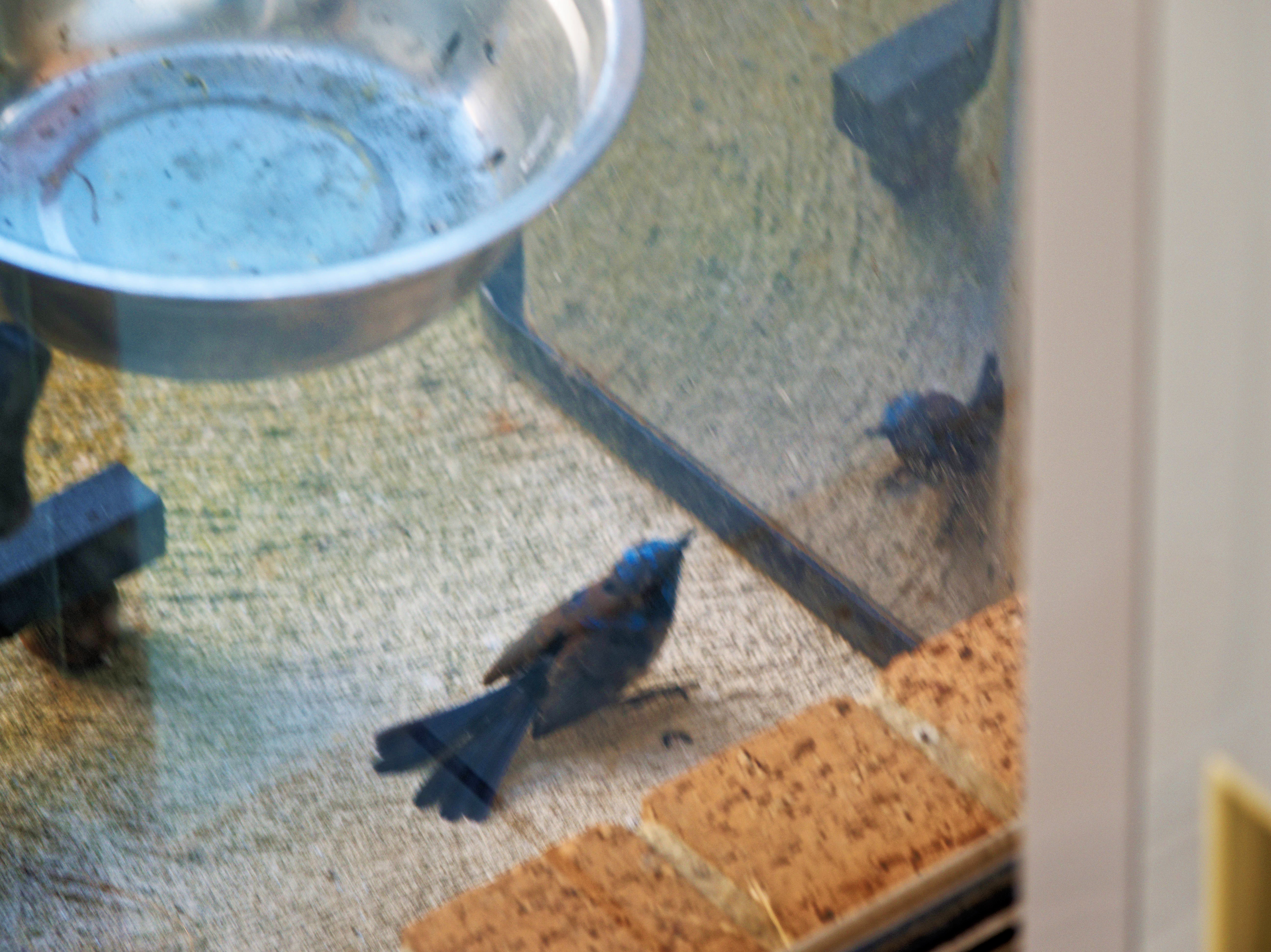 https://lemis.nyc3.digitaloceanspaces.com/grog/Photos/20260828/big/Superb-fairy-wren-6.jpeg