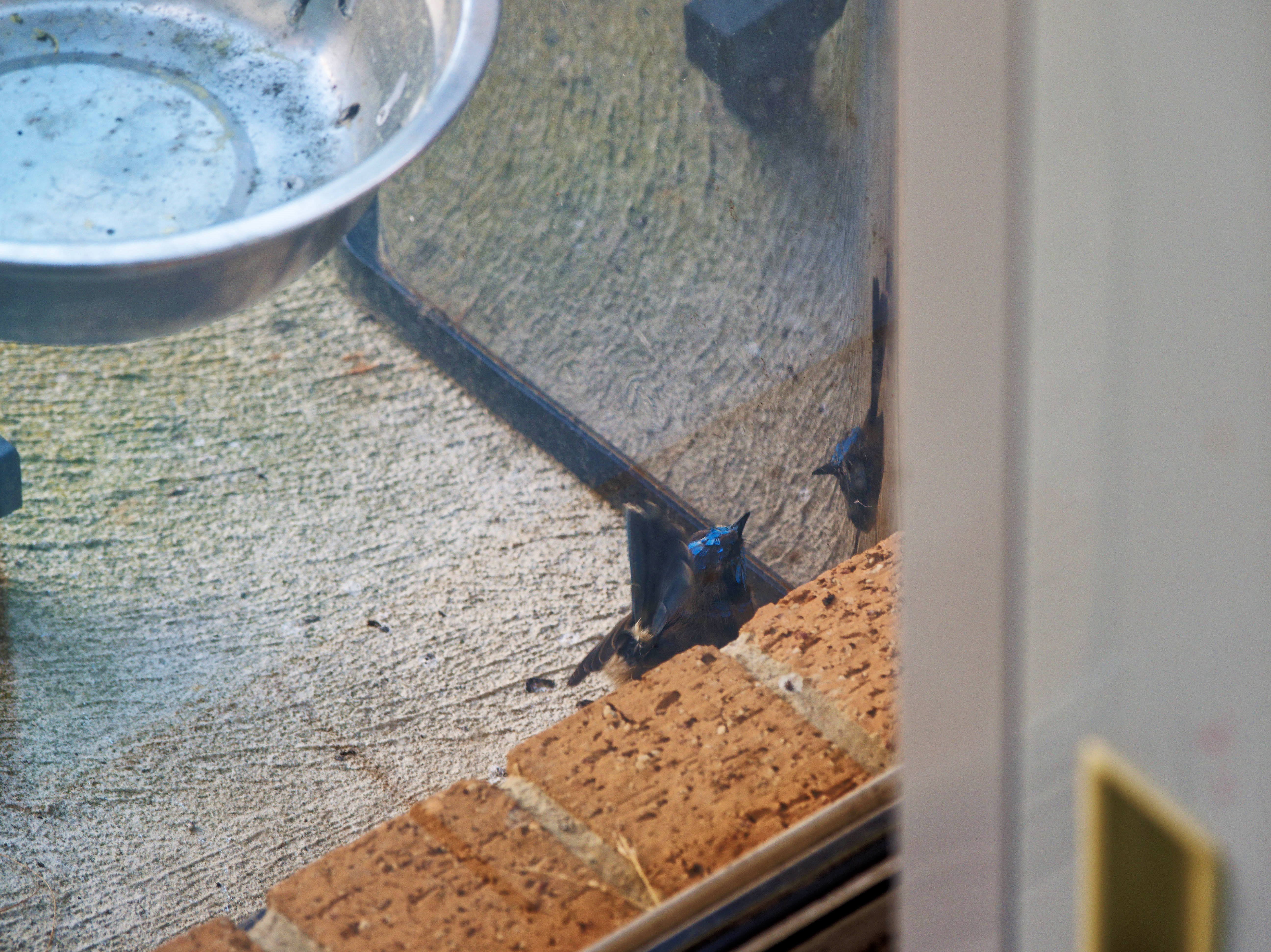 https://lemis.nyc3.digitaloceanspaces.com/grog/Photos/20260828/big/Superb-fairy-wren-63.jpeg