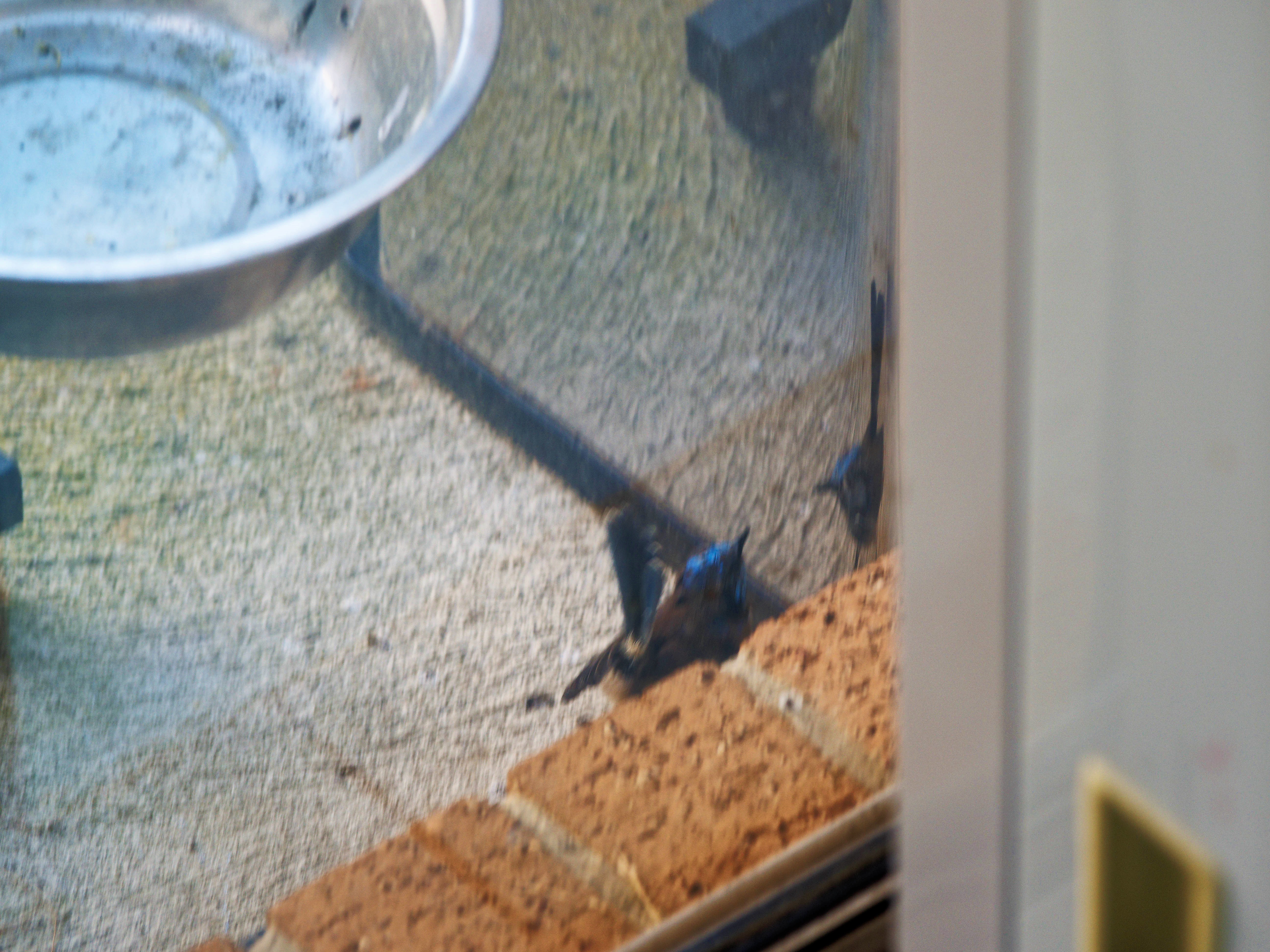 https://lemis.nyc3.digitaloceanspaces.com/grog/Photos/20260828/big/Superb-fairy-wren-65.jpeg