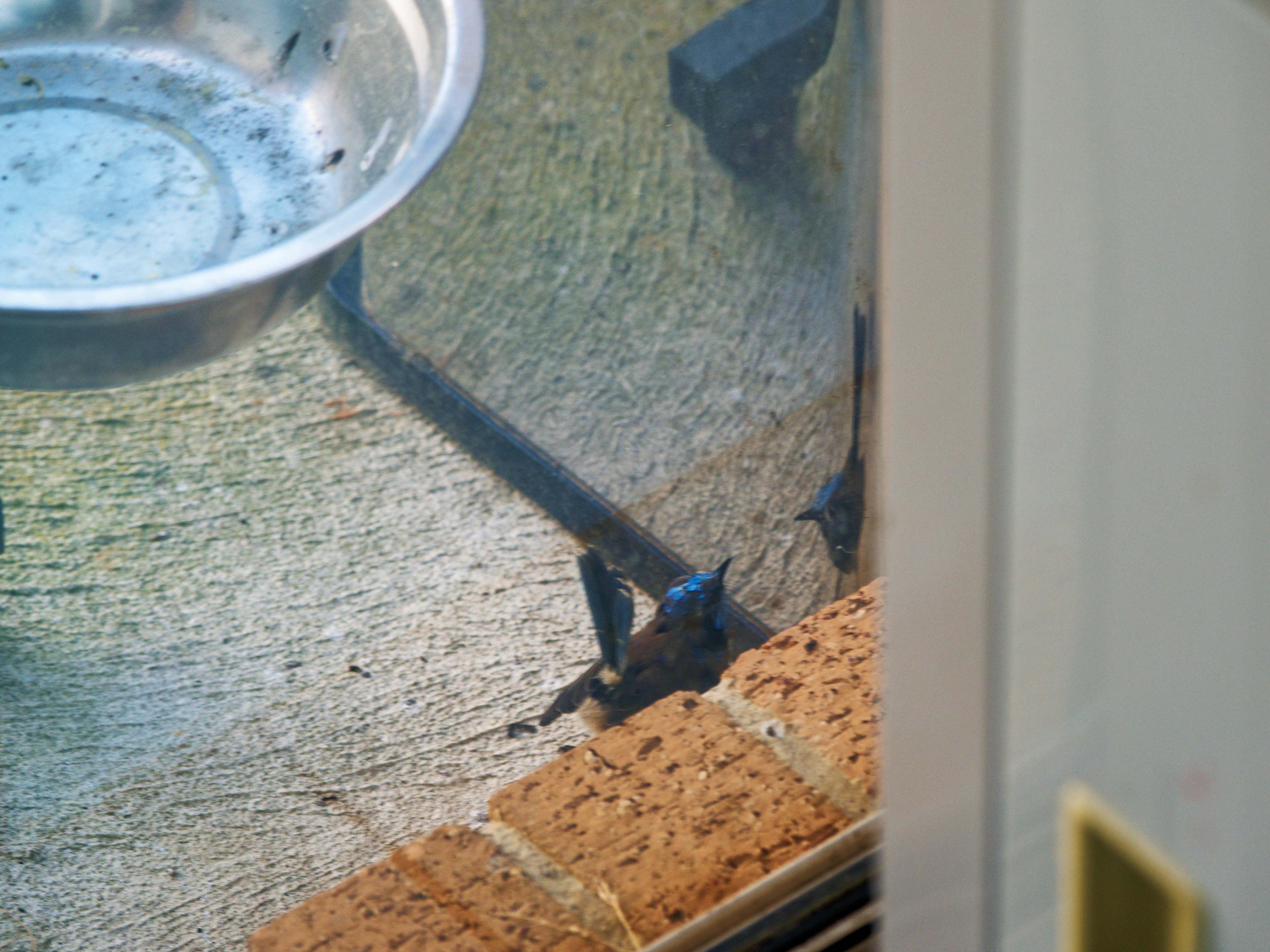 https://lemis.nyc3.digitaloceanspaces.com/grog/Photos/20260828/big/Superb-fairy-wren-68.jpeg