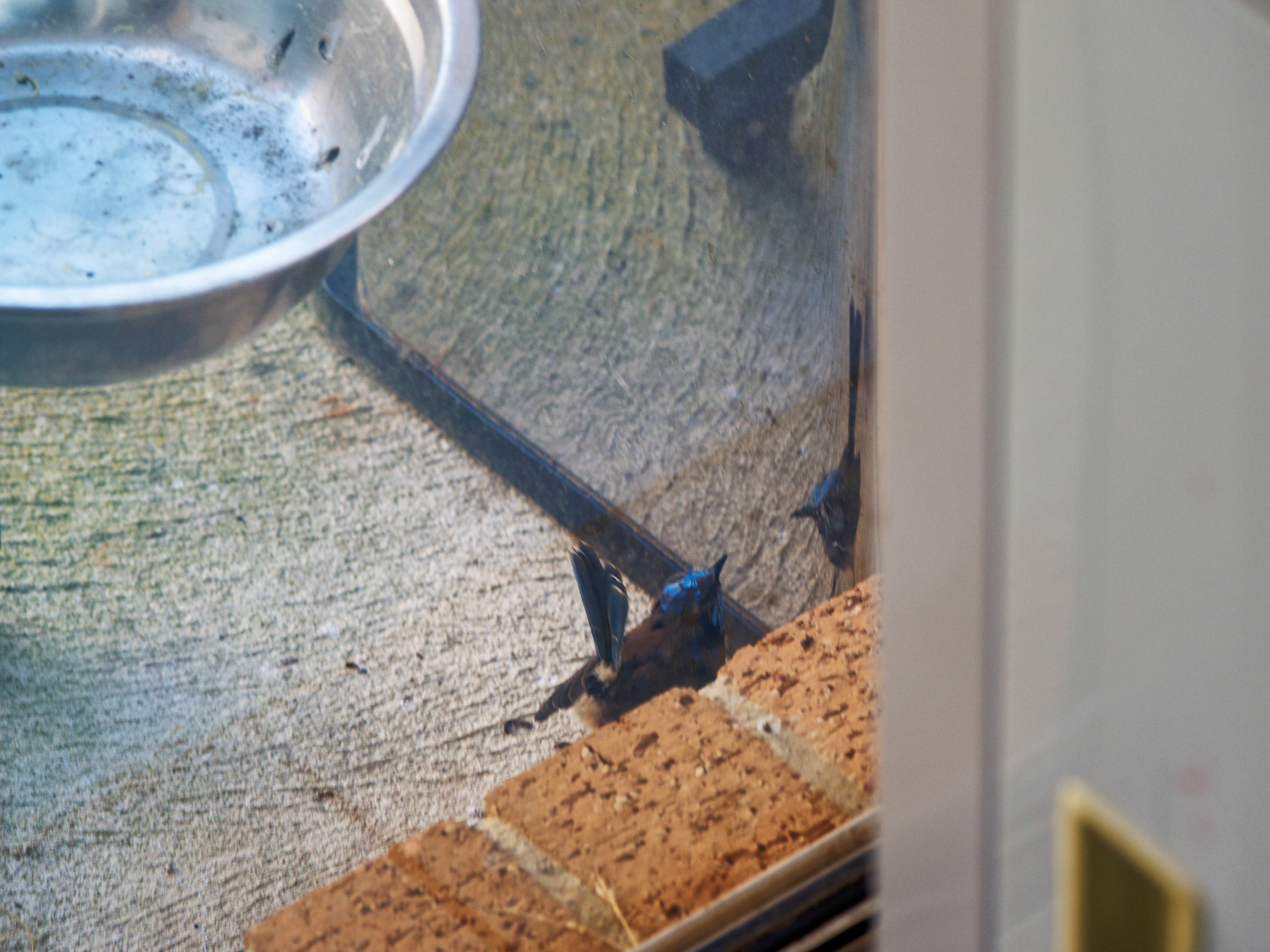 https://lemis.nyc3.digitaloceanspaces.com/grog/Photos/20260828/big/Superb-fairy-wren-69.jpeg