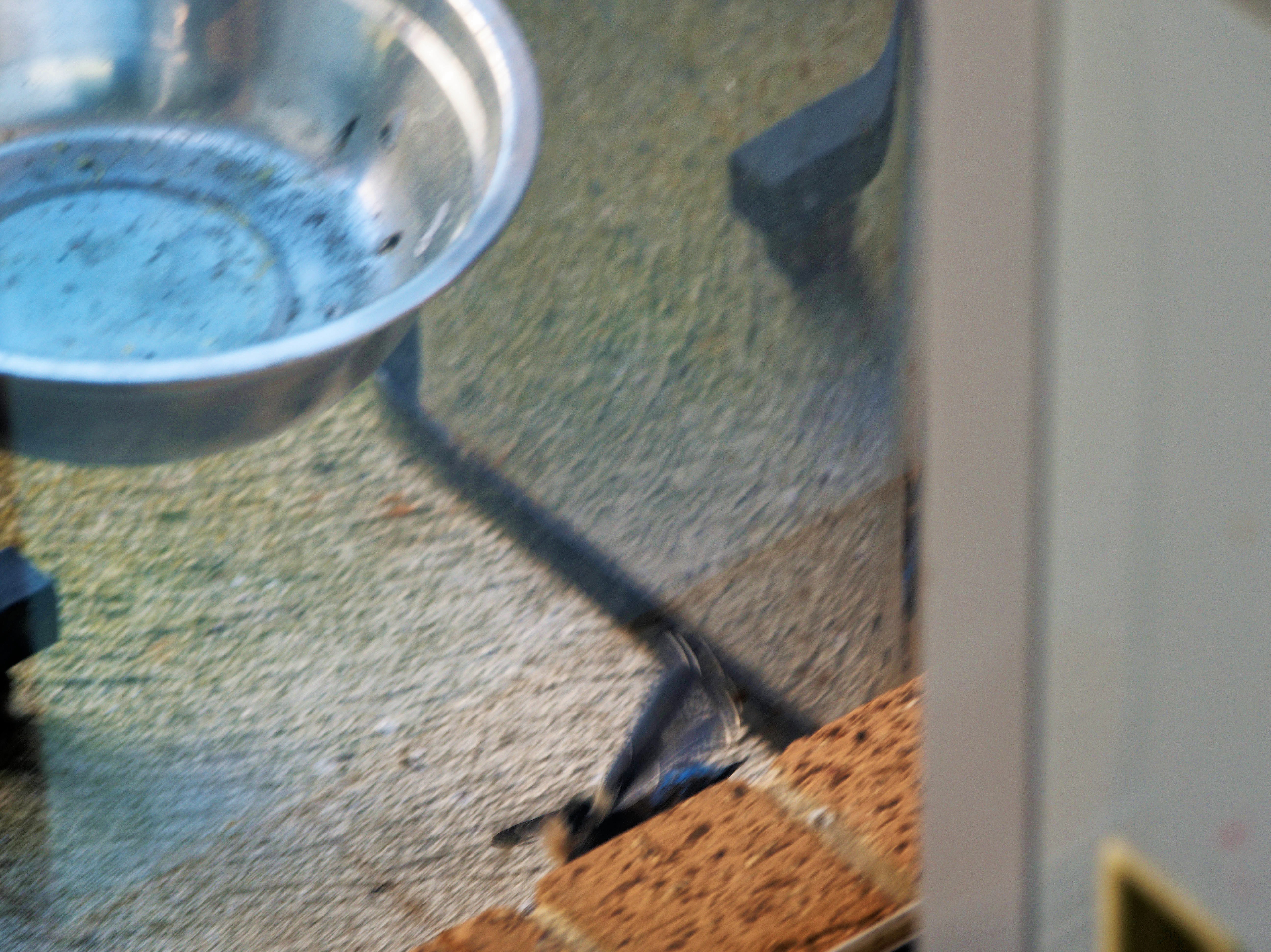https://lemis.nyc3.digitaloceanspaces.com/grog/Photos/20260828/big/Superb-fairy-wren-7.jpeg