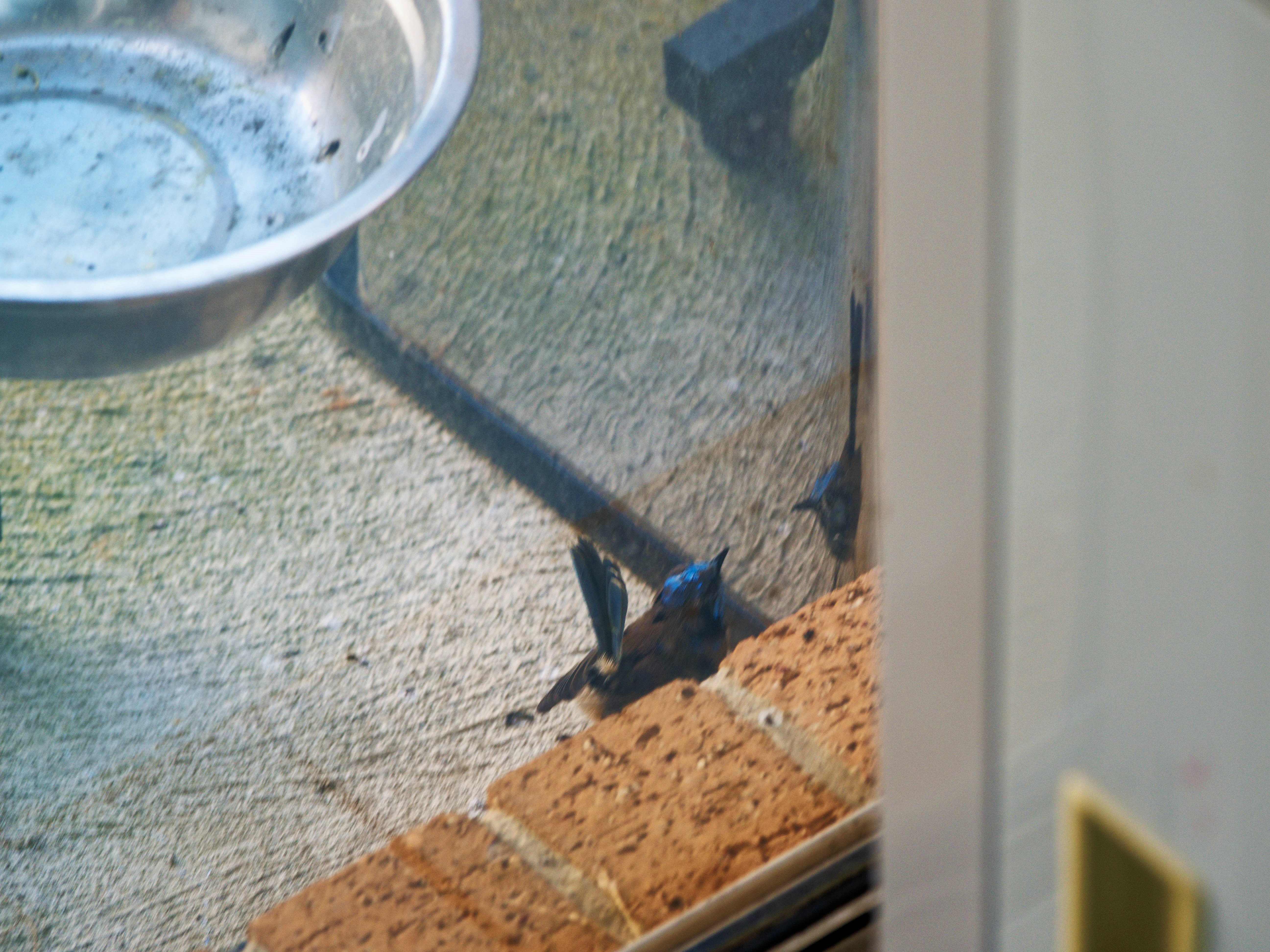 https://lemis.nyc3.digitaloceanspaces.com/grog/Photos/20260828/big/Superb-fairy-wren-70.jpeg