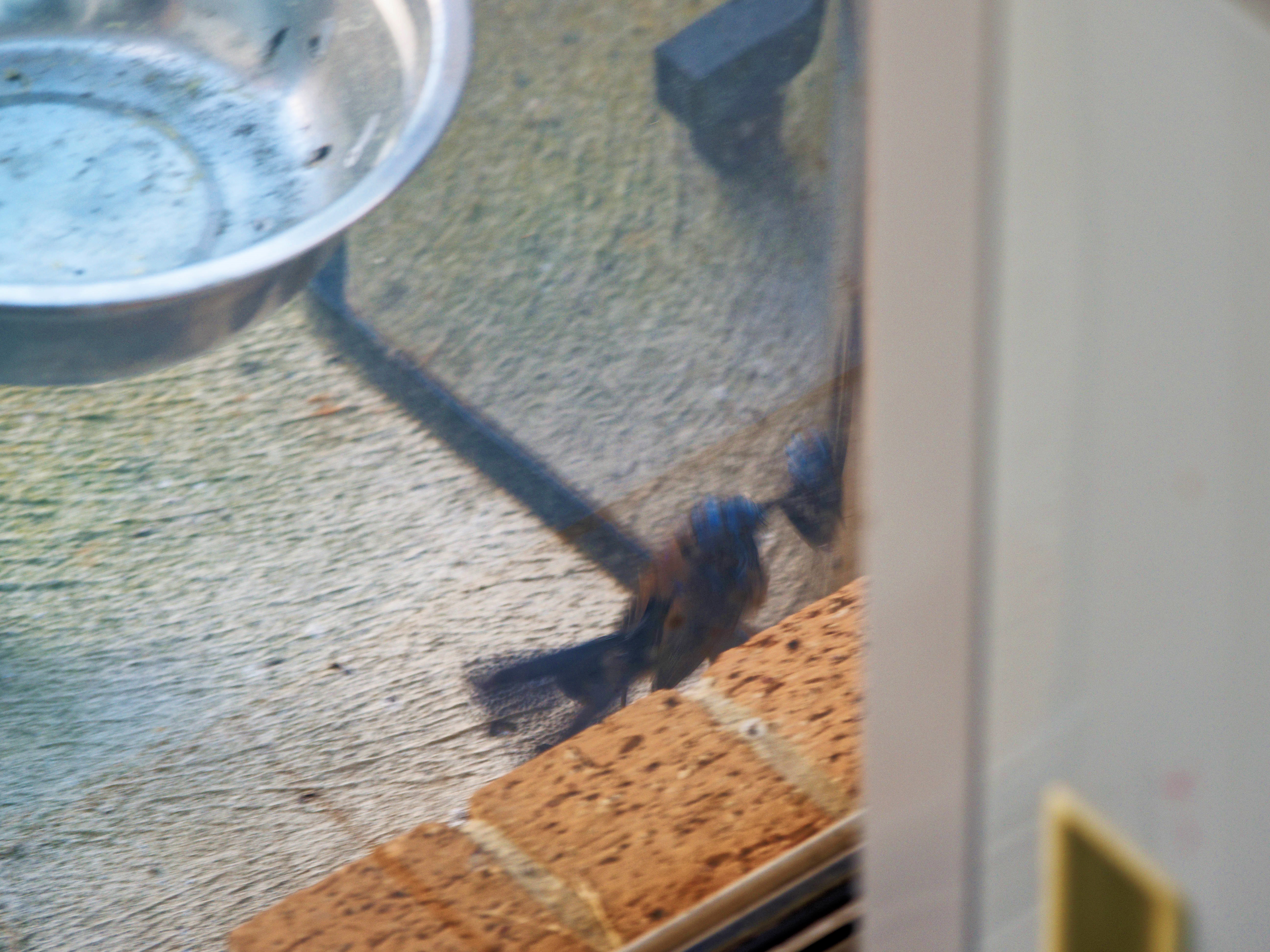 https://lemis.nyc3.digitaloceanspaces.com/grog/Photos/20260828/big/Superb-fairy-wren-76.jpeg