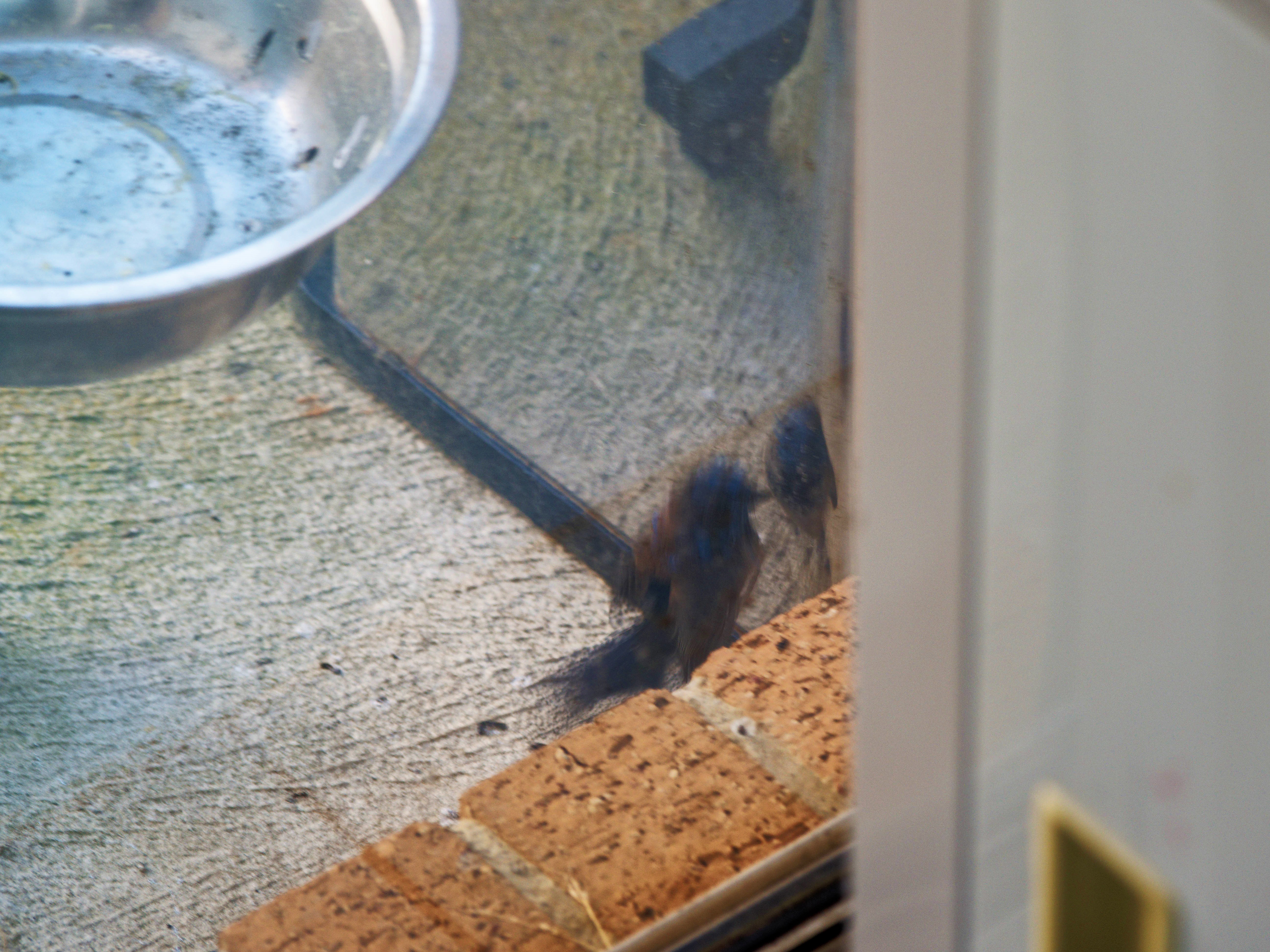 https://lemis.nyc3.digitaloceanspaces.com/grog/Photos/20260828/big/Superb-fairy-wren-77.jpeg