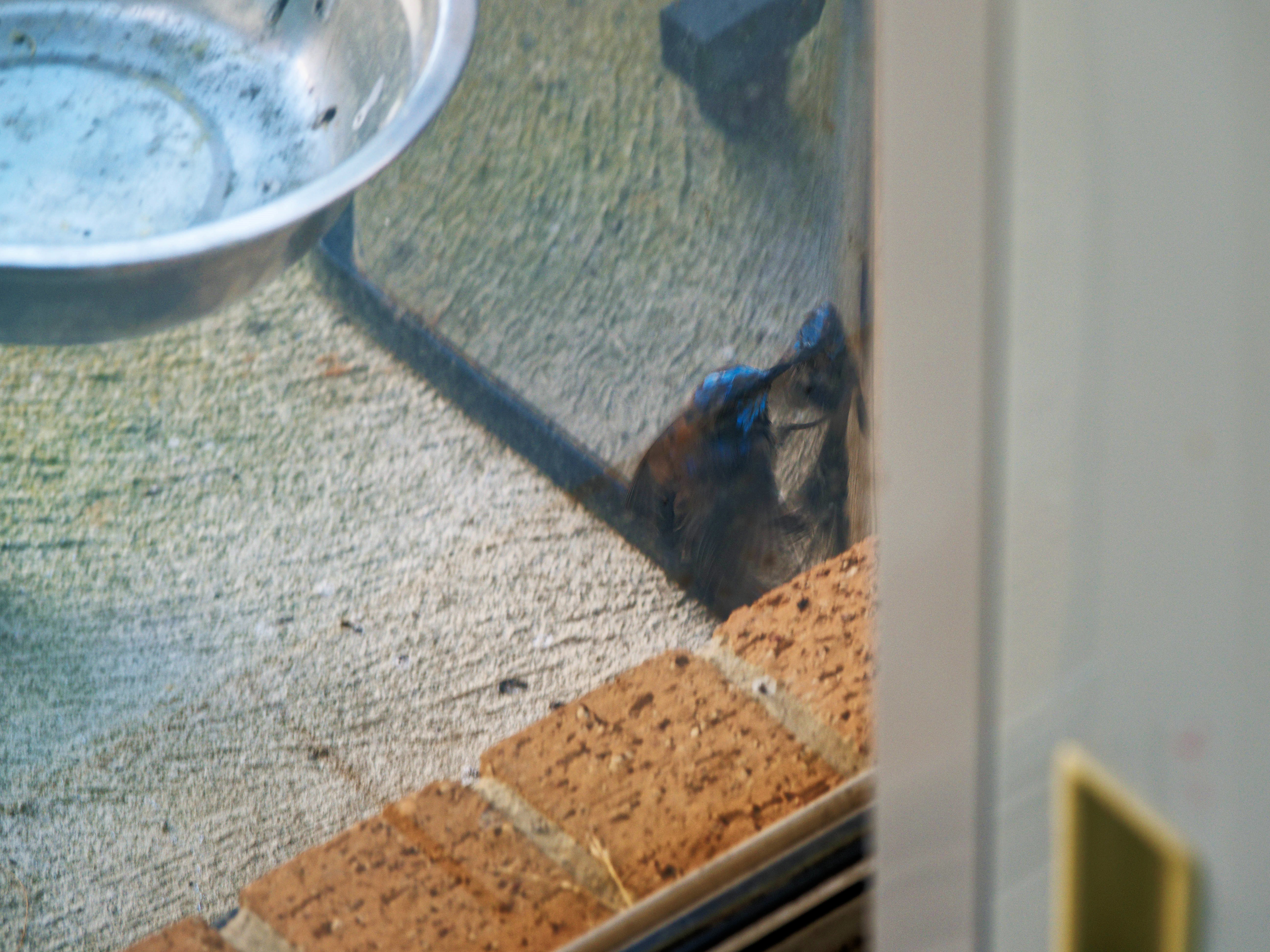 https://lemis.nyc3.digitaloceanspaces.com/grog/Photos/20260828/big/Superb-fairy-wren-81.jpeg