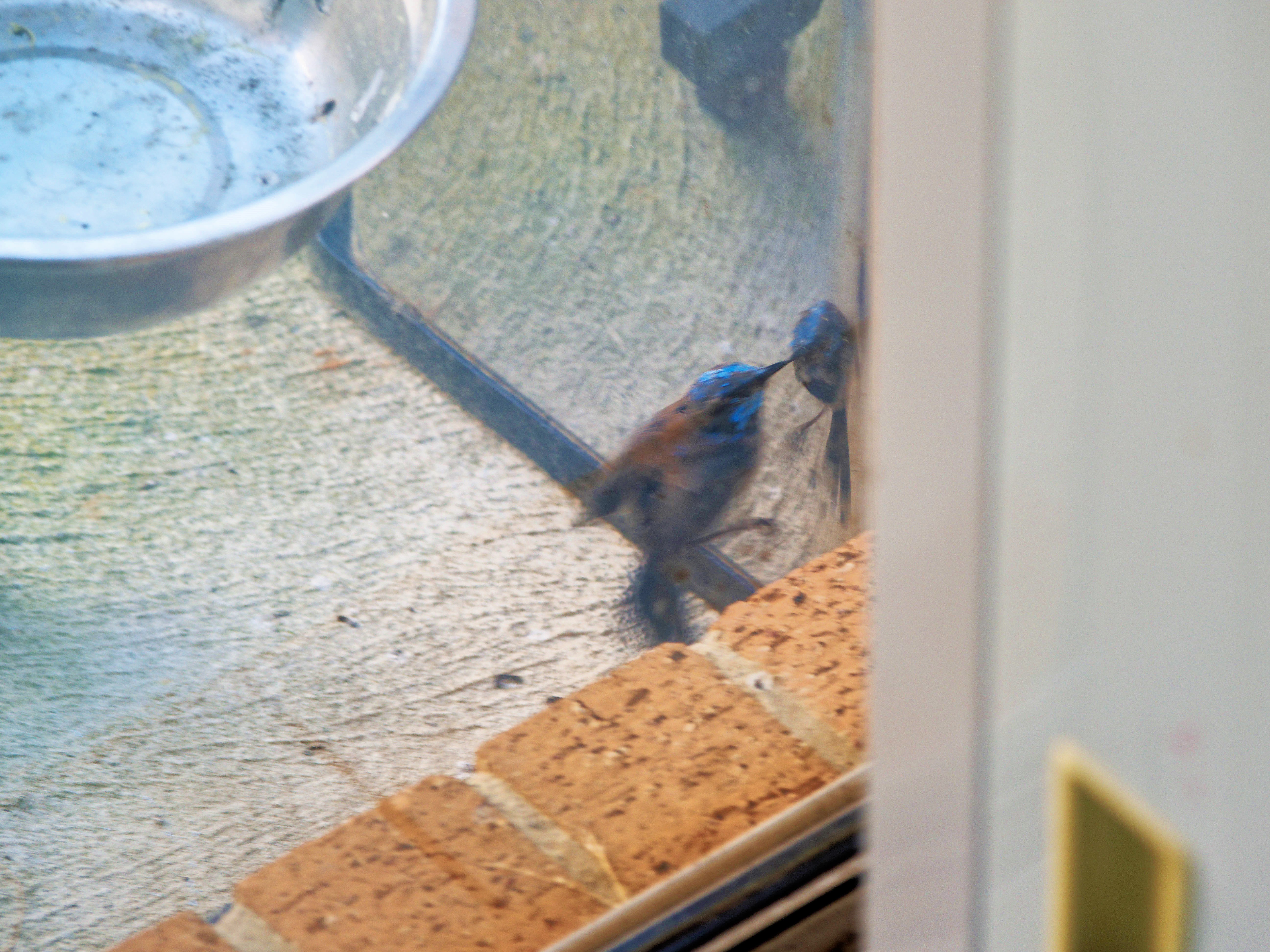 https://lemis.nyc3.digitaloceanspaces.com/grog/Photos/20260828/big/Superb-fairy-wren-82.jpeg