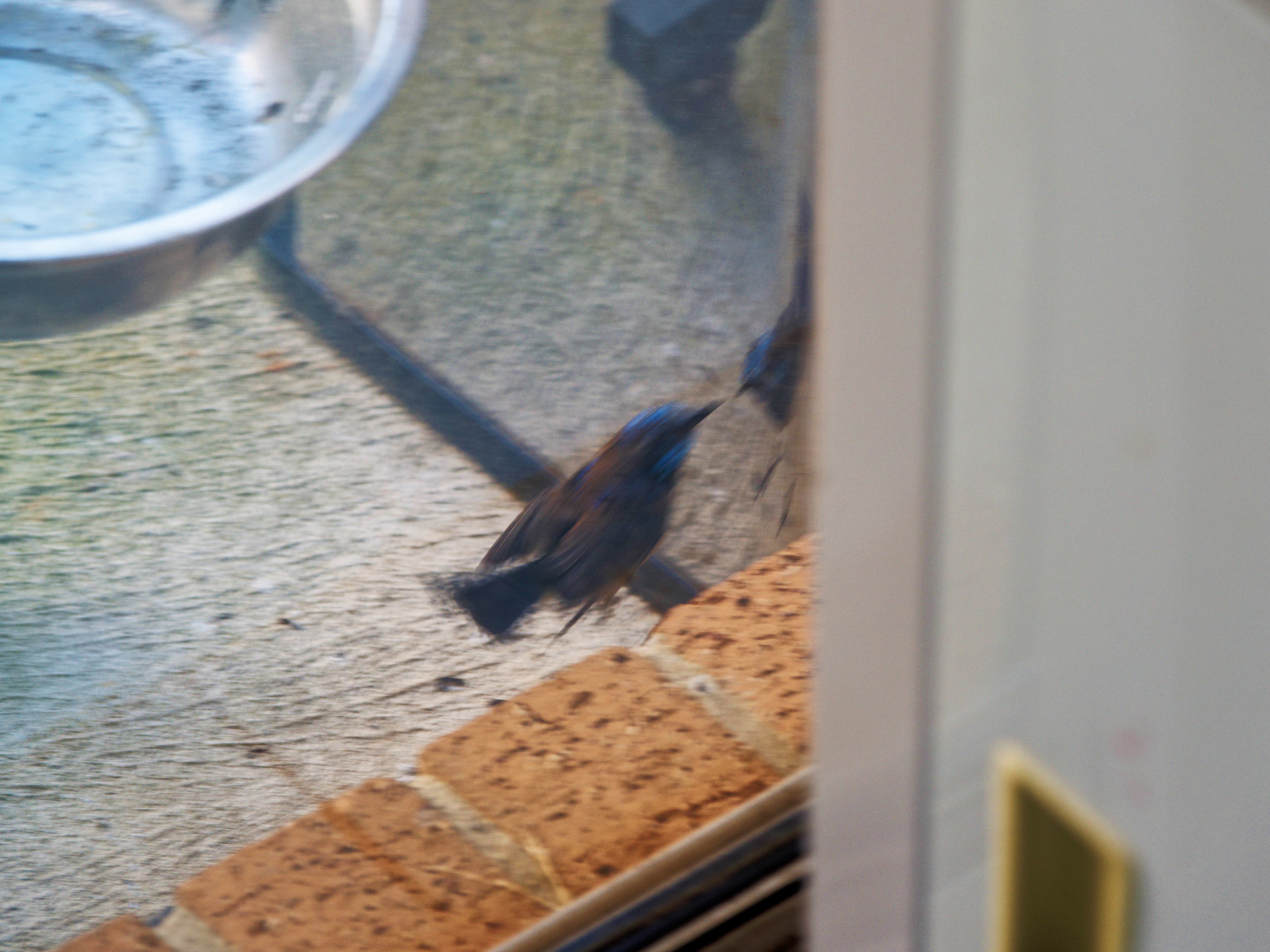 https://lemis.nyc3.digitaloceanspaces.com/grog/Photos/20260828/big/Superb-fairy-wren-85.jpeg